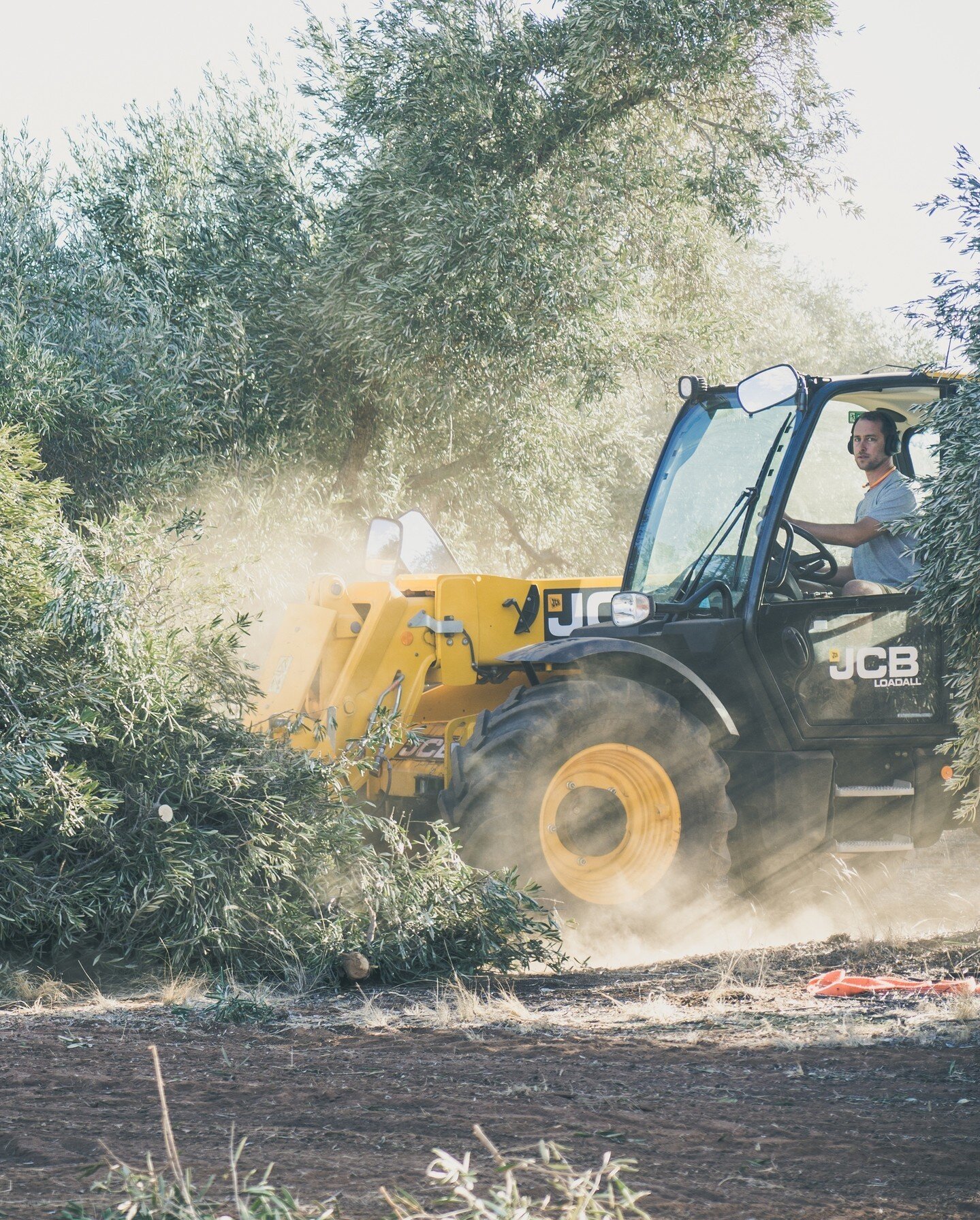 Catching some rays. 🌳🚜⁠
⁠
📸 @sagacreative.co⁠
⁠
#gardengrowntrees #morningtonpeninsula #olivetrees #matureolives #olivegrove #exorchardolives #treetransplanting #maturetrees #treetransplant #treemoving #flinders #swanhill #olivespecialist