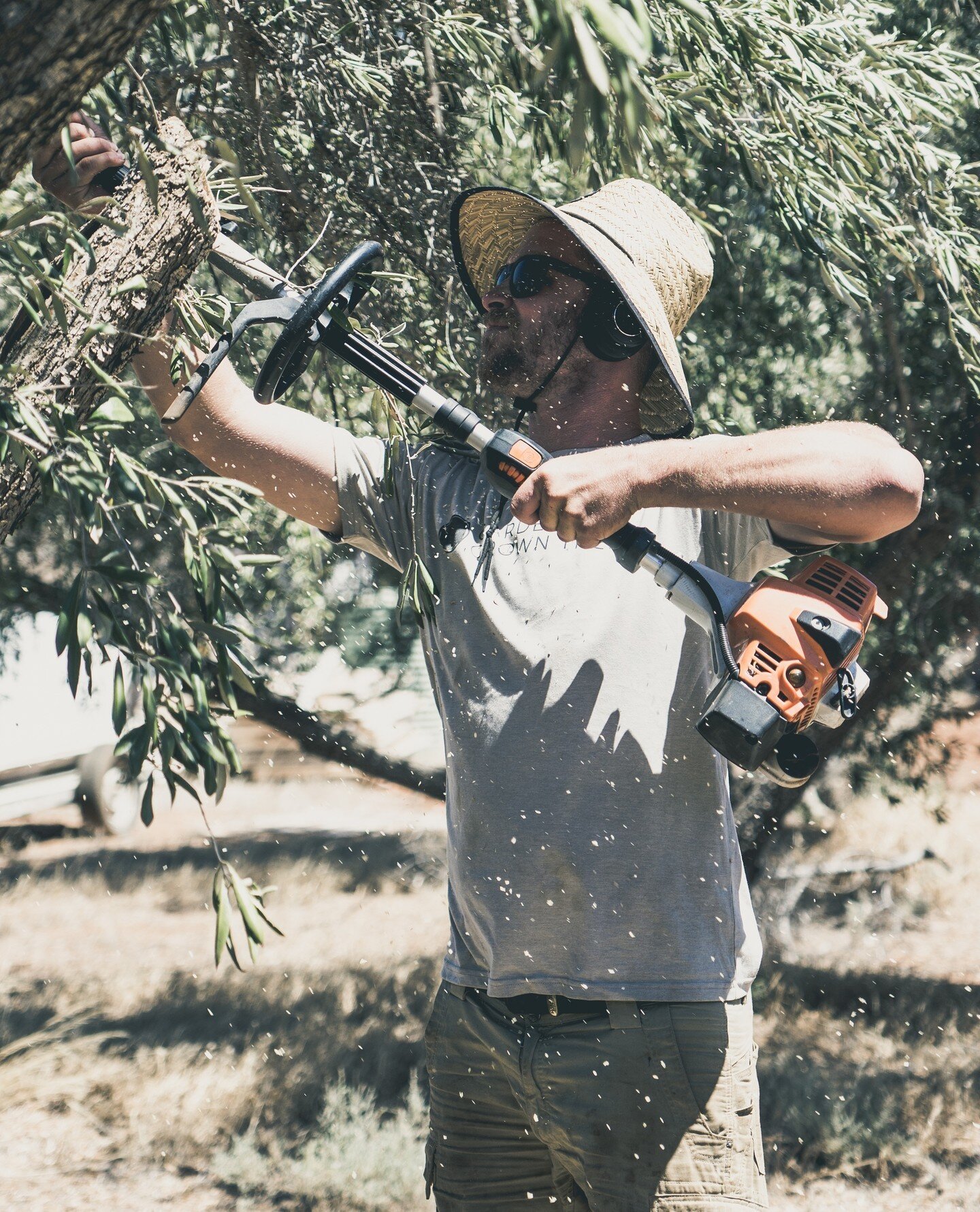 Pruning and pollarding trees doesn't photograph that well. 💪🌳🤣⁠
⁠
📸 @sagacreative.co⁠
⁠
#gardengrowntrees #morningtonpeninsula #olivetrees #matureolives #olivegrove #exorchardolives  #landscaping #landscapingdesign #landscapedesign #gardendesign 