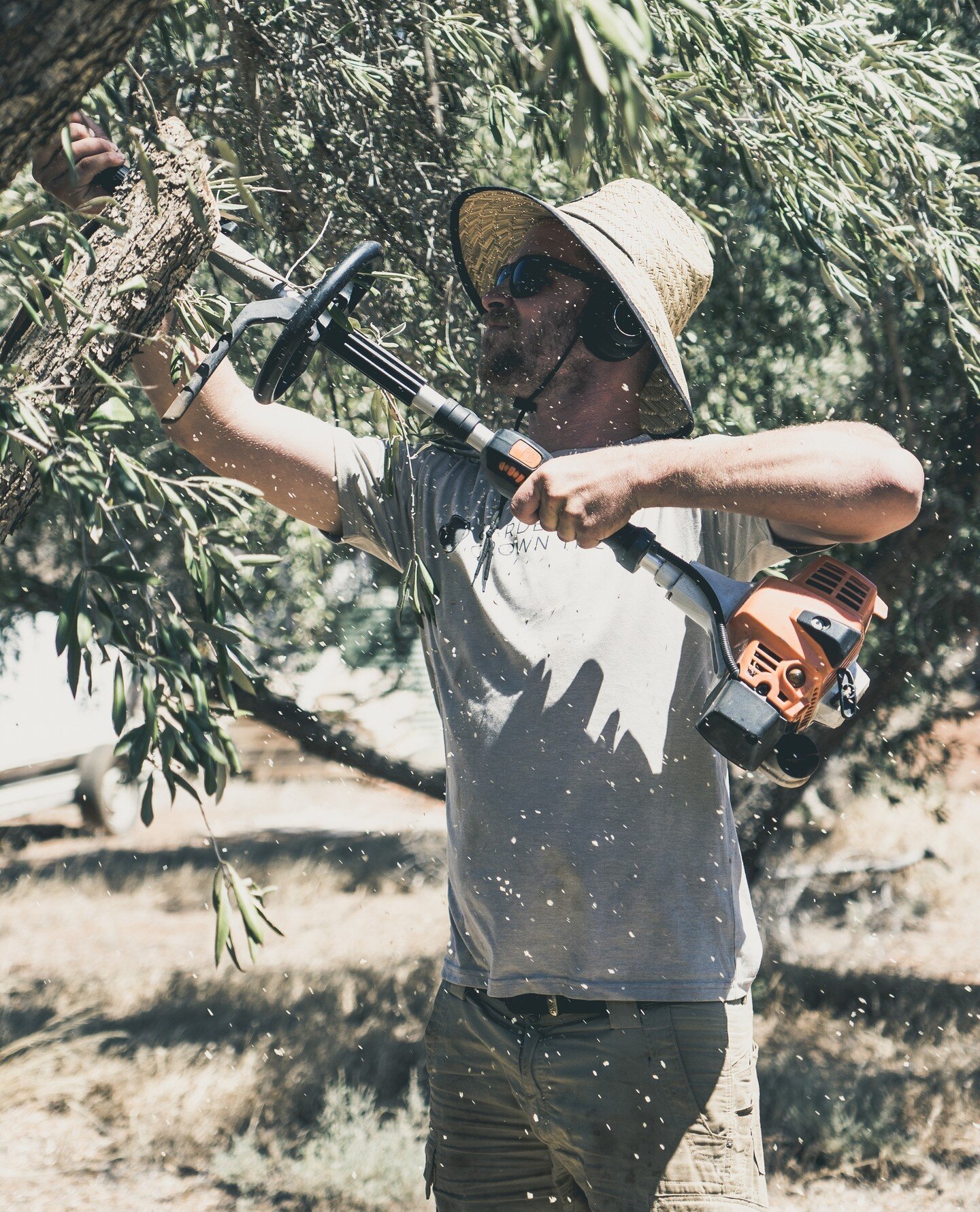 Pruning and pollarding trees doesn't photograph that well. 💪🌳🤣⁠
⁠
📸 @sagacreative.co⁠
⁠
#gardengrowntrees #morningtonpeninsula #olivetrees #matureolives #olivegrove #exorchardolives  #landscaping #landscapingdesign #landscapedesign #gardendesign 