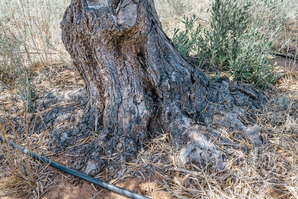 Now, this is what you call a gnarly trunk. 🙃⁠
⁠
#gardengrowntrees #morningtonpeninsula #olivetrees #matureolives #olivegrove #exorchardolives  #landscaping #landscapingdesign #landscapedesign #gardendesign #planting #gnarlytree #treetransplanting #l