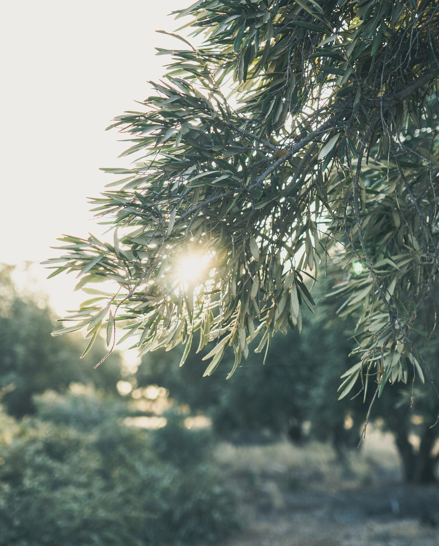 💚⁠
⁠
📸 @sagacreative.co⁠
⁠
#gardengrowntrees #morningtonpeninsula #olivetrees #matureolives #olivegrove #exorchardolives  #landscaping #landscapingdesign #landscapedesign #gardendesign #planting #gnarlytree #treetransplanting #landscapedesignideas 
