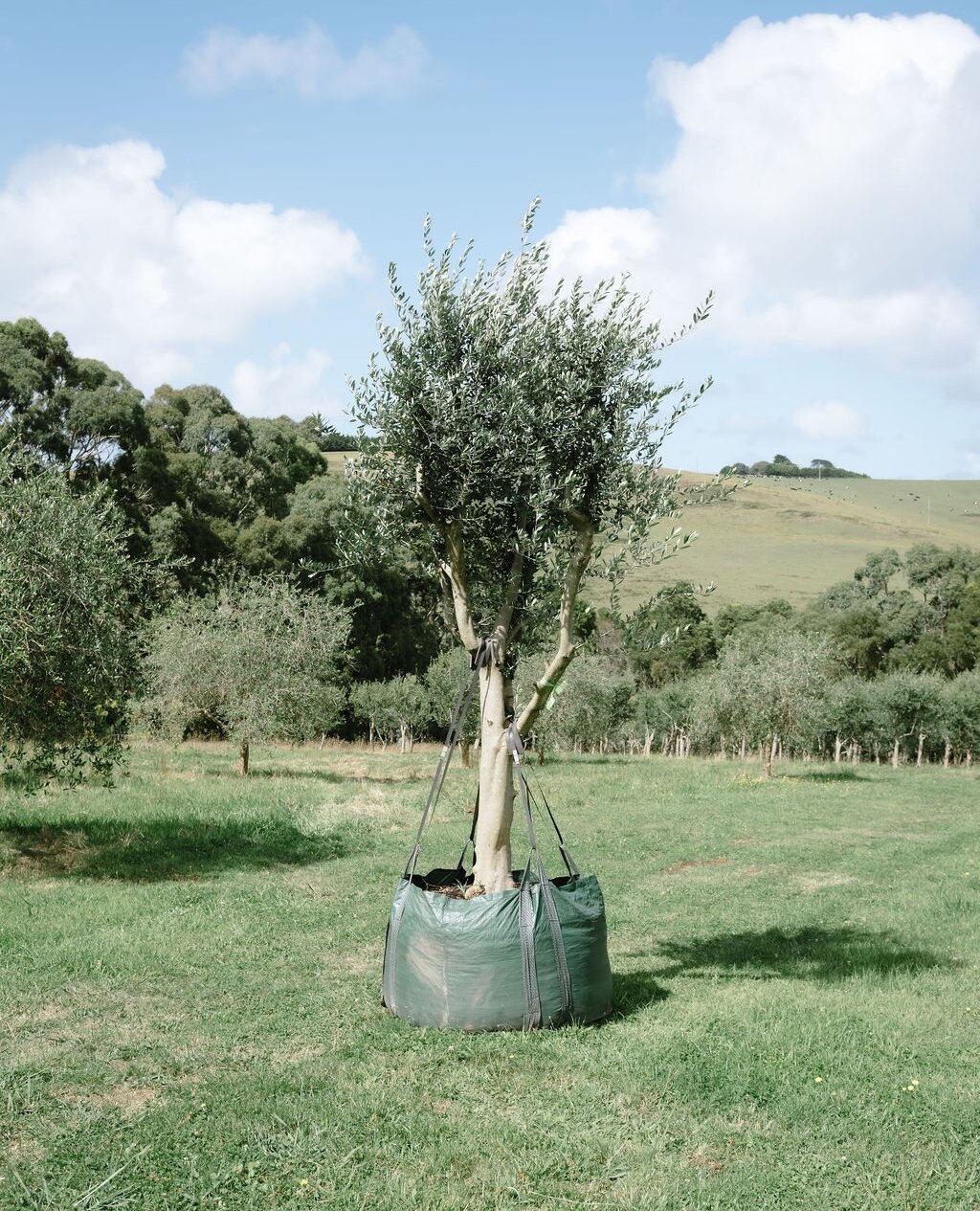 Throw this chap on the back of the ute and be on your way! 🌳⁠
⁠
#gardengrowntrees #morningtonpeninsula #olivetrees #matureolives #olivegrove #exorchardolives  #landscaping #landscapingdesign #landscapedesign #gardendesign #planting #gnarlytree #tree