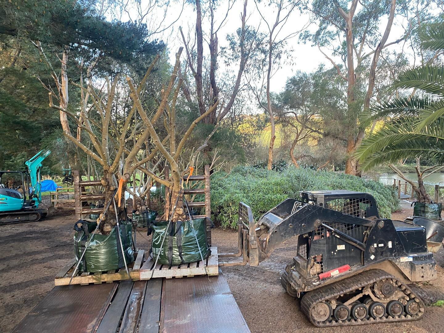 11 of our XL Nevadillo Blanco mature olive trees heading to Healesville. Now these will make an impact! 🌳 💥 

#gardengrowntrees #morningtonpeninsula #olivetrees #matureolives #olivegrove #exorchardolives  #landscaping #landscapingdesign #landscaped