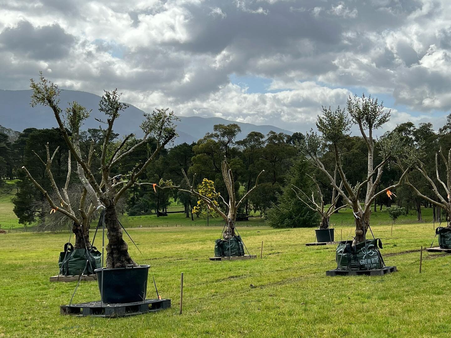.. And there you go. An instant olive grove! 🌳 💥 

#gardengrowntrees #morningtonpeninsula #olivetrees #matureolives #olivegrove #exorchardolives  #landscaping #landscapingdesign #landscapedesign #gardendesign #planting #gnarlytree #treetransplantin