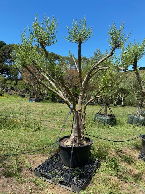Mature Olive Trees for Sale, Melbourne, Victoria — Garden Grown Trees