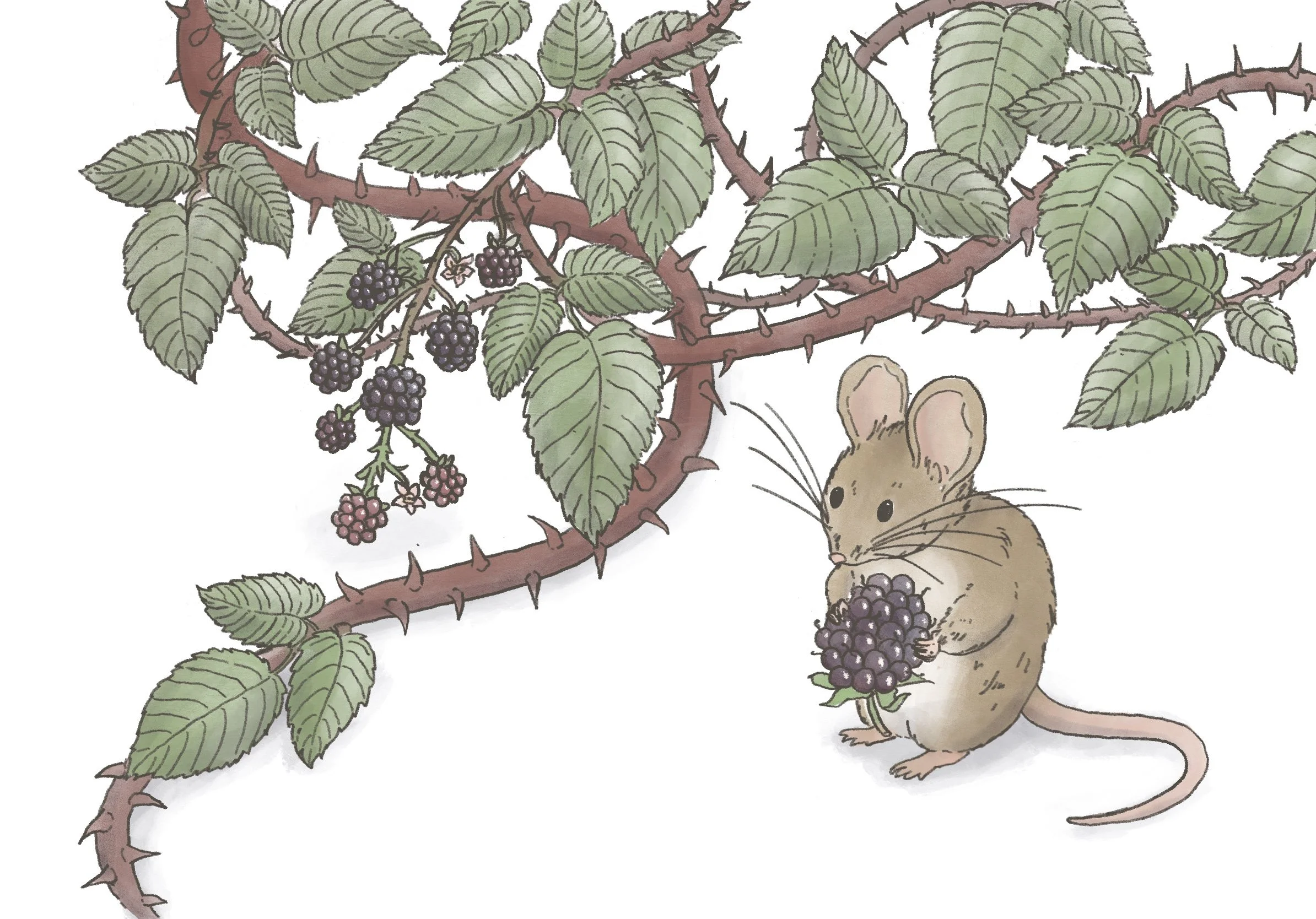 Brambles.jpg