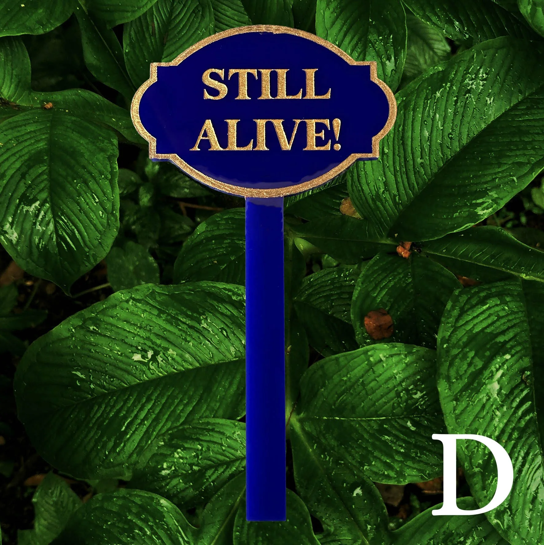 D, blue acrylic planter stick label with the words “still alive” in gold lettering