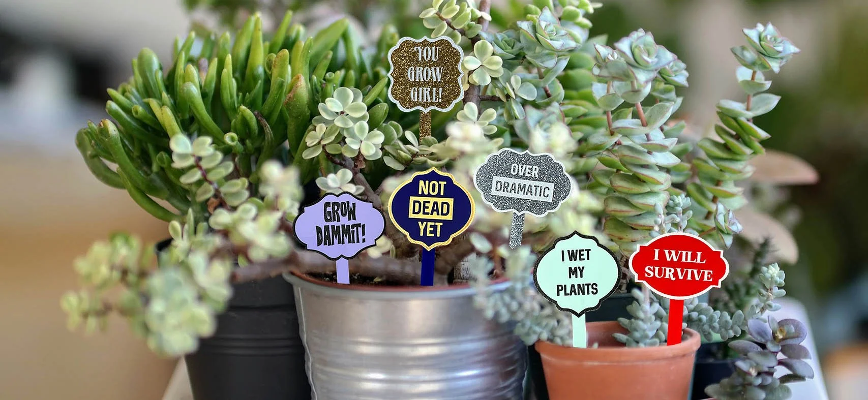 Several potted succulent plants with humorous and motivational plant care signs: "You Grow Girl", "Over Dramatic", "Grow Dammit!", "Not Dead Yet", "I Wet My Plants", and "I Will Survive".