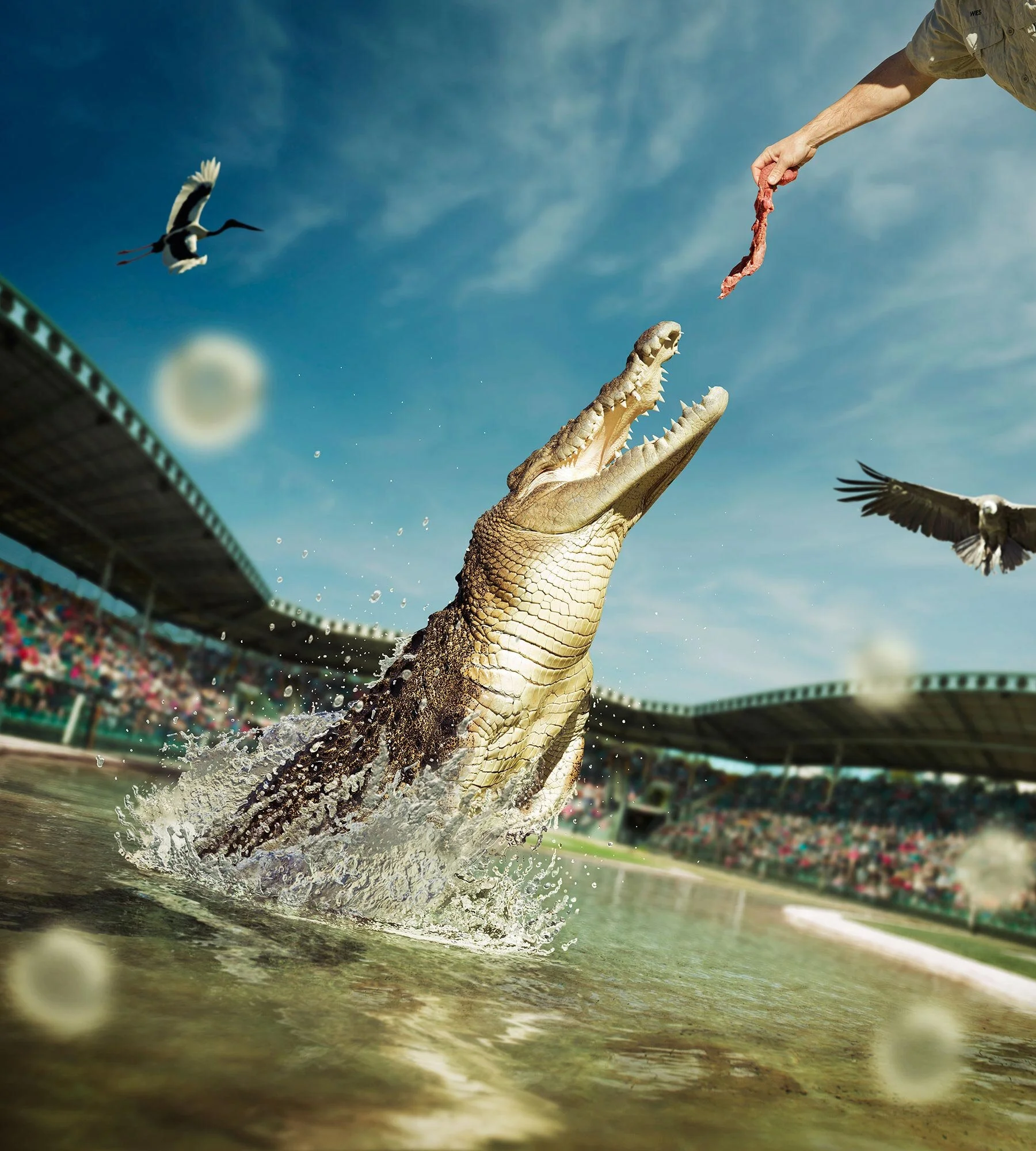 Erik Williamson Photographer | Advertising Photography | Australia Zoo | Crocodile