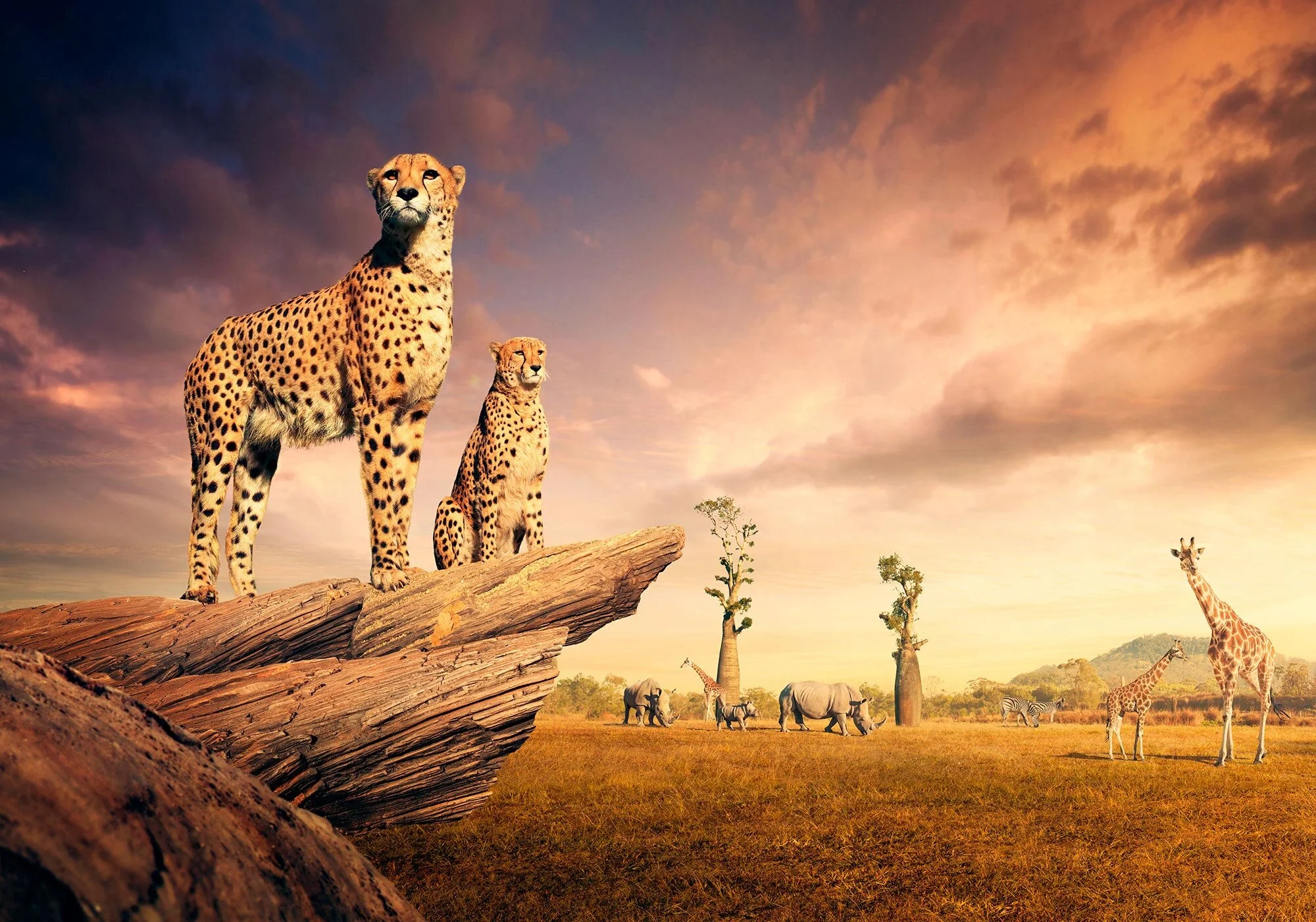 Erik Williamson Photographer | Advertising Photography | Australia Zoo | Cheetah