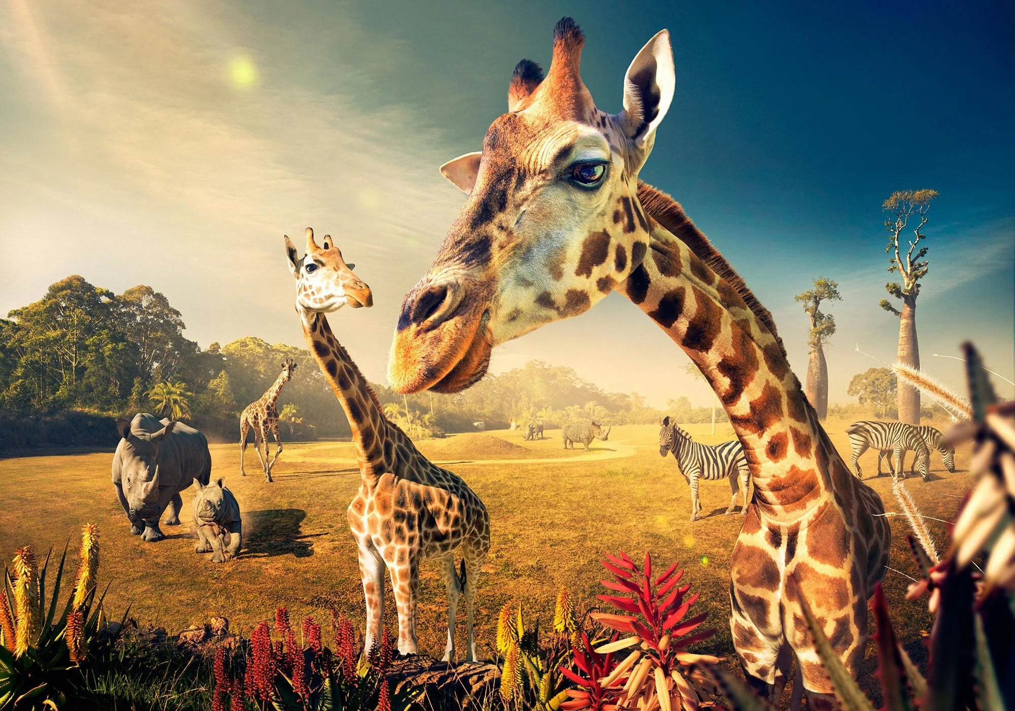 Erik Williamson Photographer | Advertising Photography | Australia Zoo | Giraffe