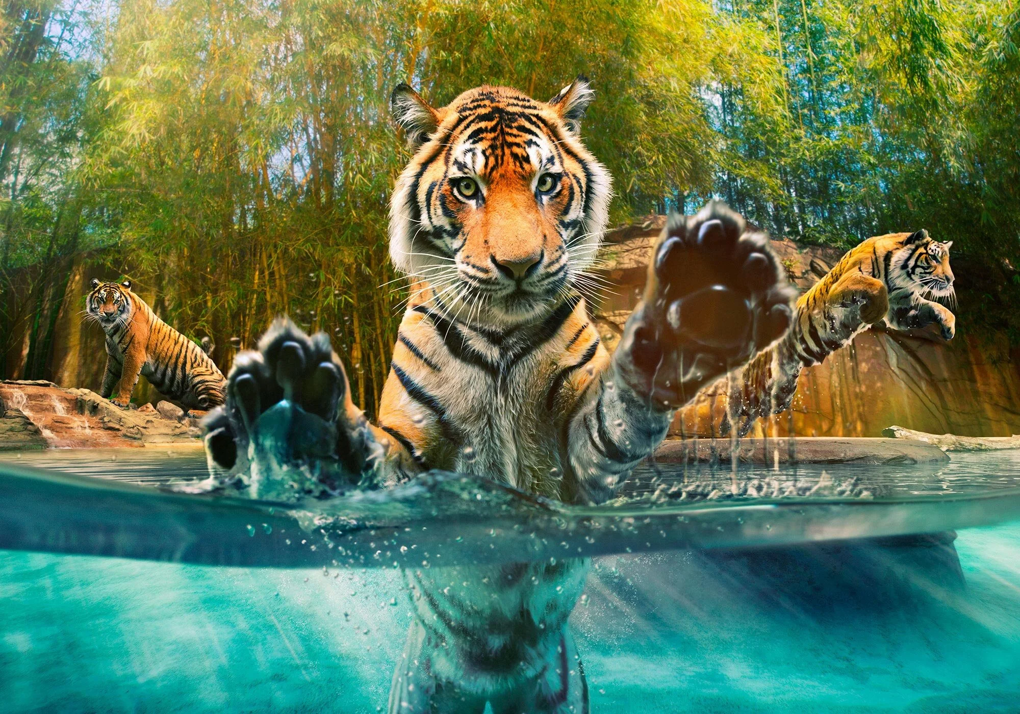 Erik Williamson Photographer | Advertising Photography | Australia Zoo | Tiger