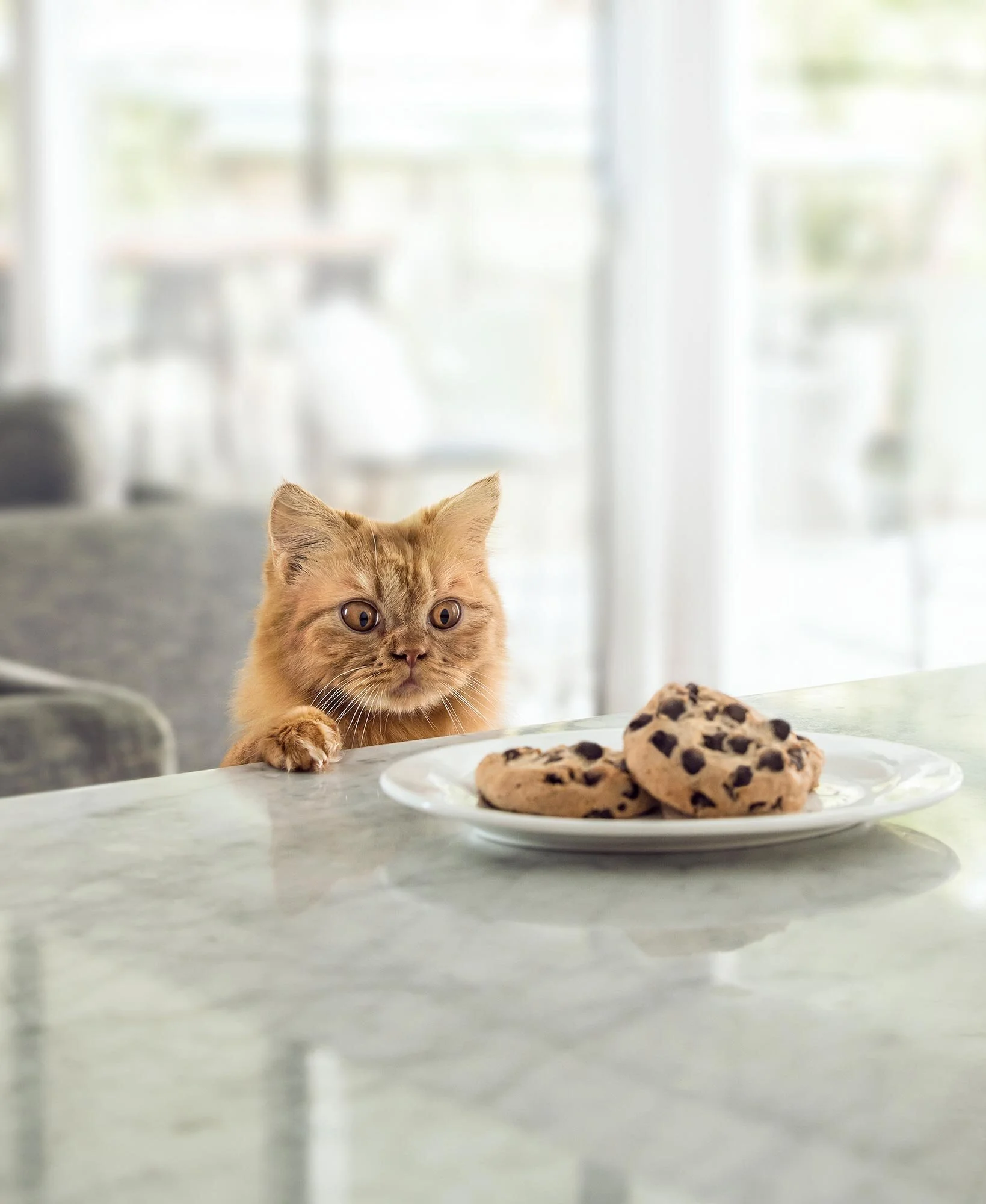 Erik Williamson Photographer | Advertising Photography | RACQ | Cookies