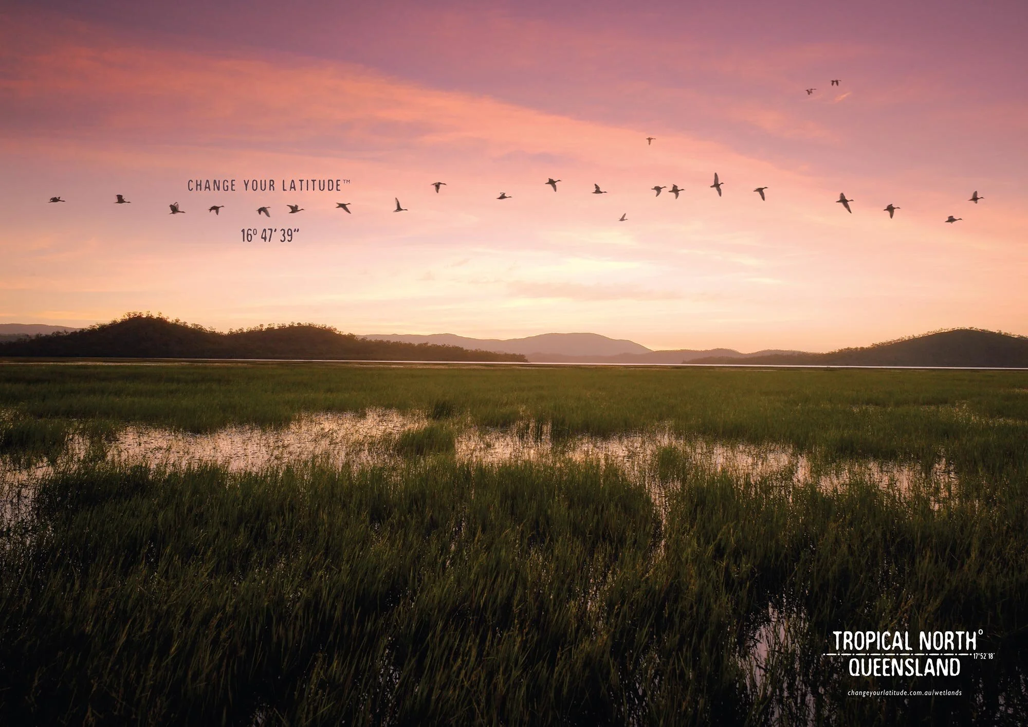 ewp-TNQ-ducks.jpg