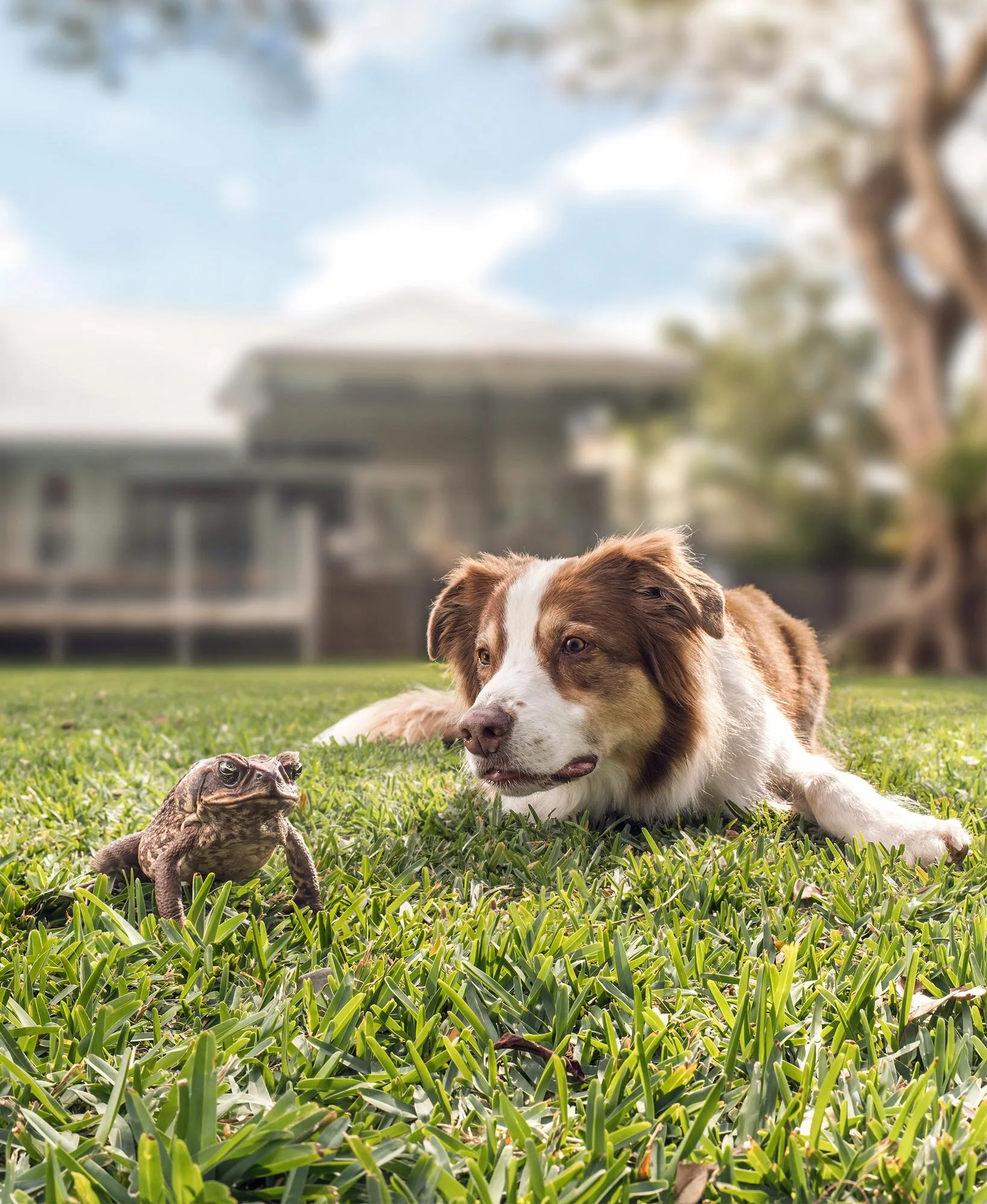 Erik Williamson Photographer | Advertising Photography | RACQ | Toad