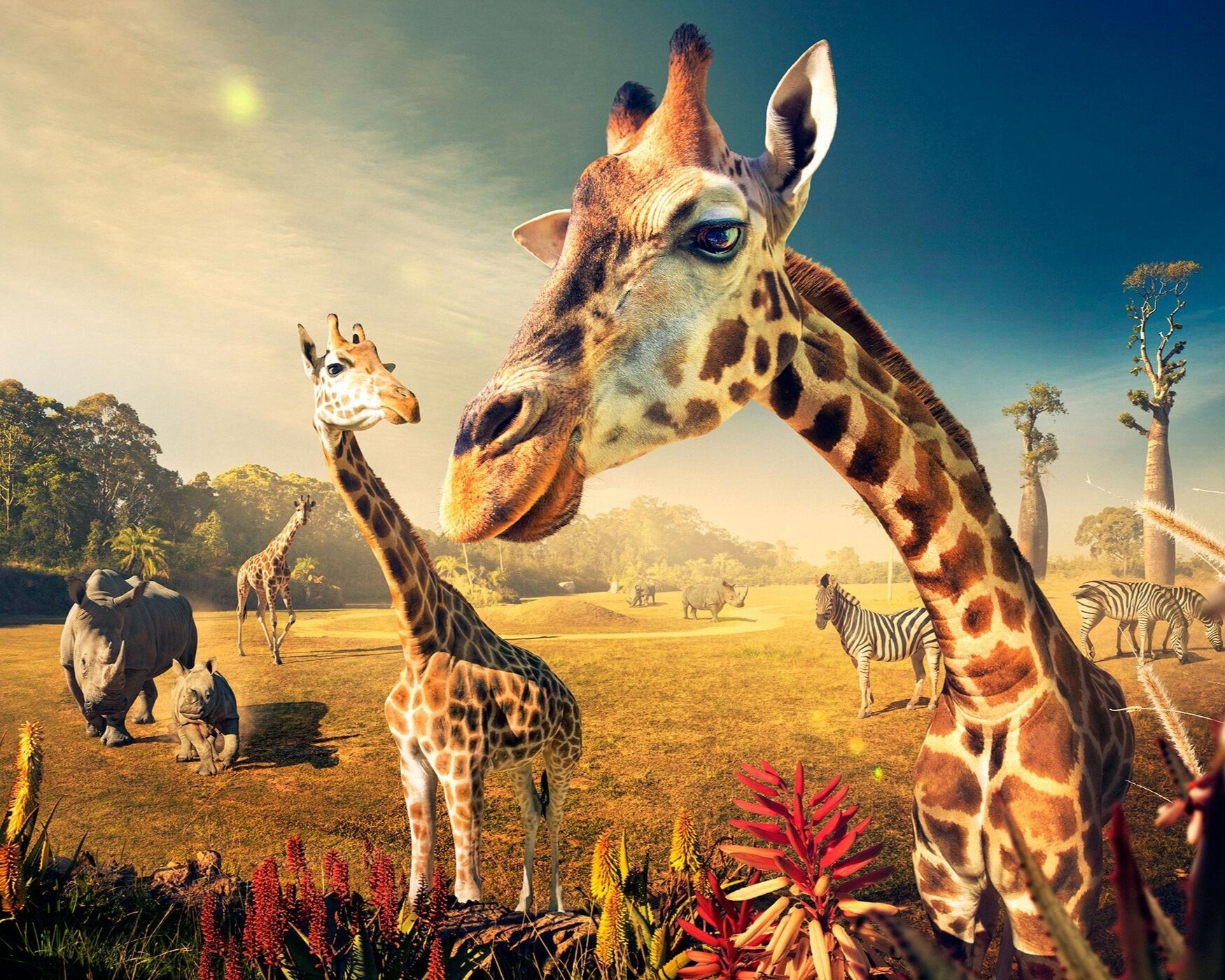 ewp-australiazoo-giraffes.jpg