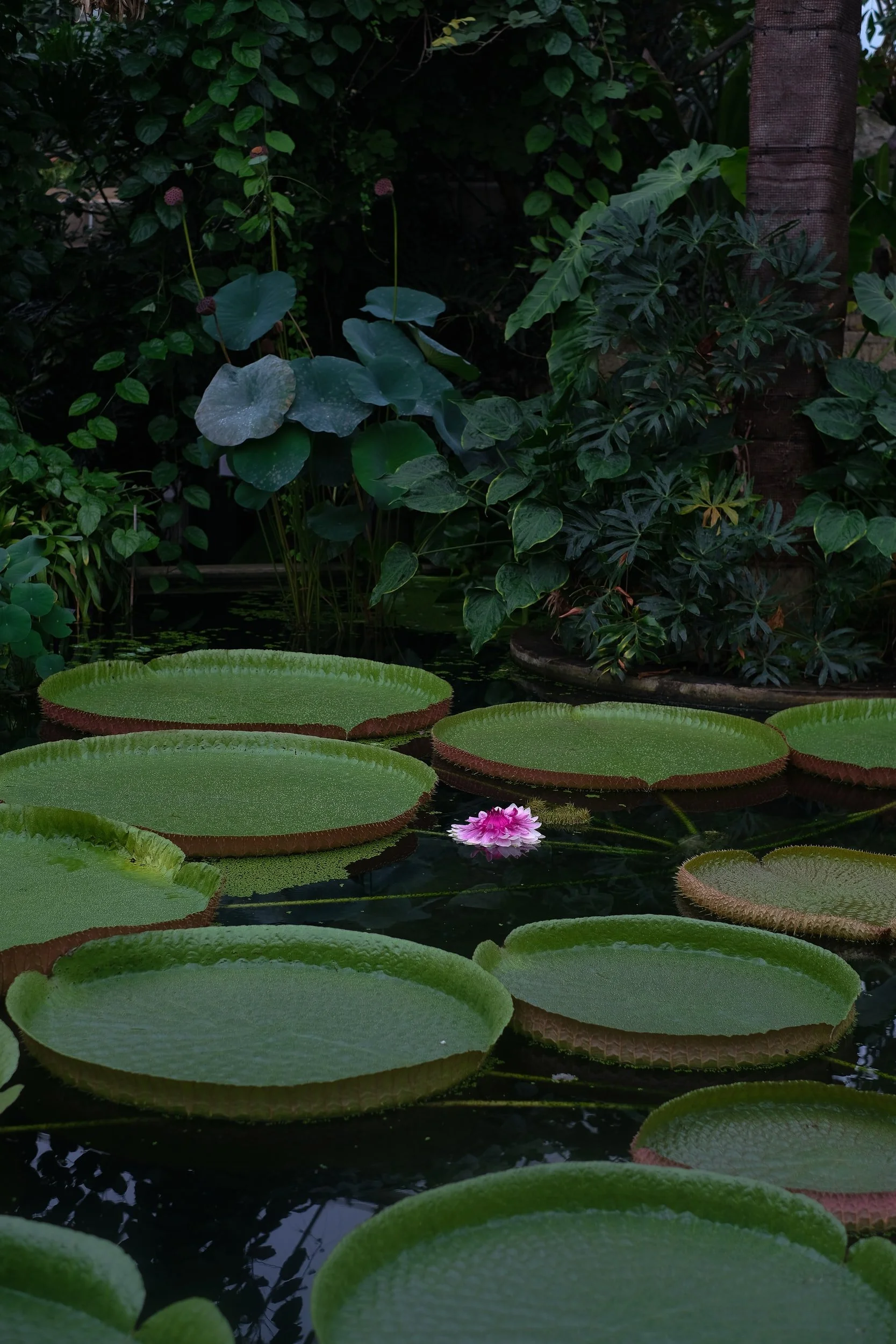 Inspiring Gardens