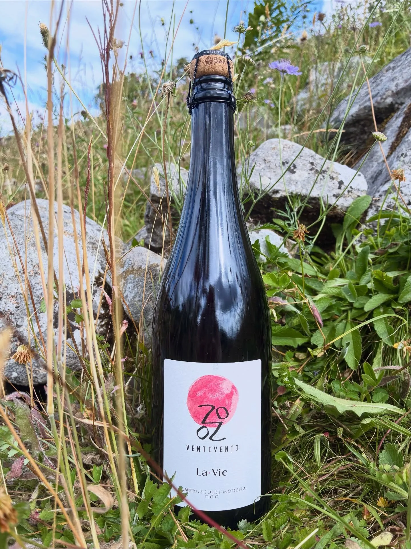 Lambrusco sparkling red &hellip;in the dales ☀️🍃

MODENA LAMBRUSCO ROSSO

raspberries, wild strawberries, pink grapefruit, pomegranate seeds, redcurrants, violets, wild roses, pink pepper and cloves&hellip;wow!

 An exhilarating bouquet that simply 