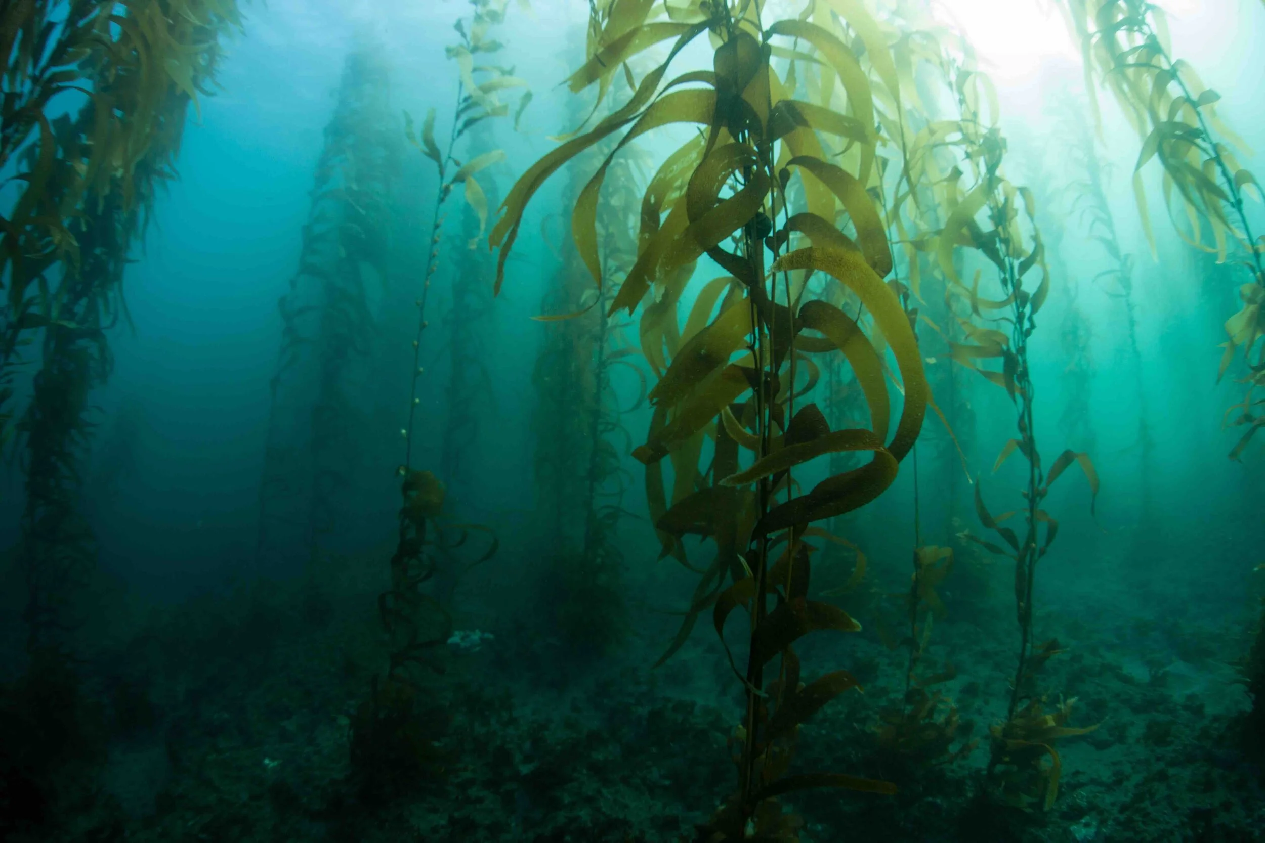 seaweed adobe.jpg
