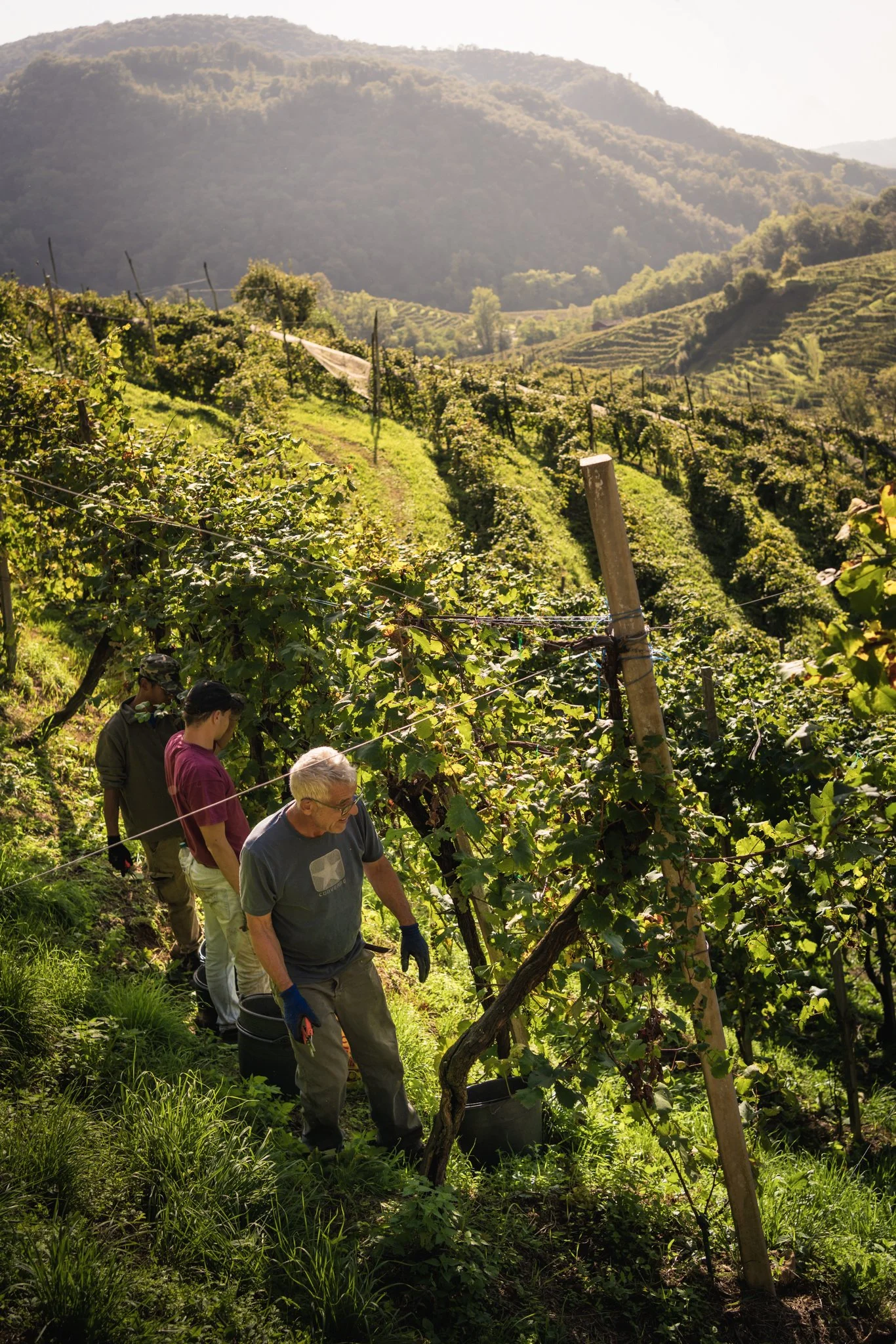 Vendemmia eroica prosecco 14.jpg
