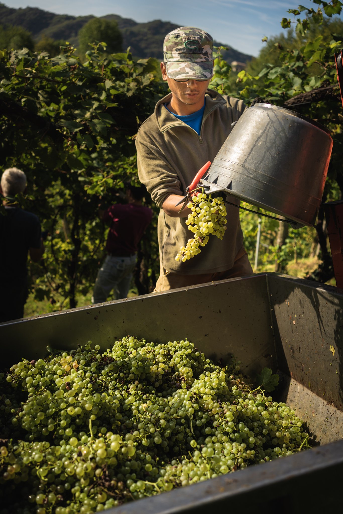 Vendemmia eroica prosecco 15.jpg