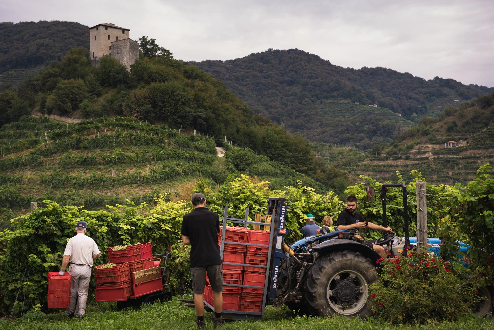 Vendemmia eroica prosecco 9.jpg