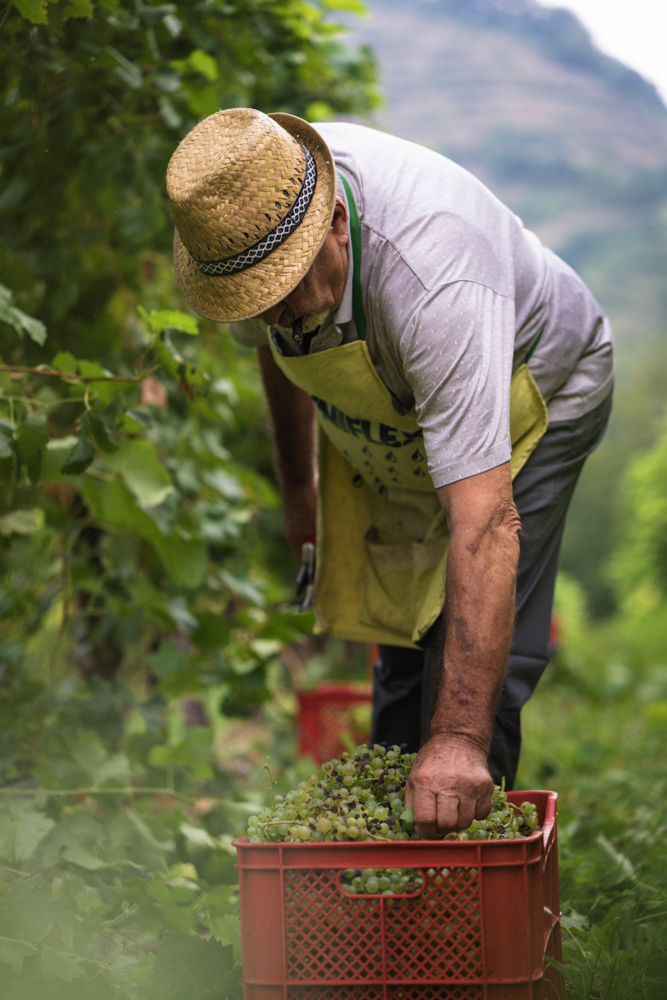 Vendemmia eroica prosecco 1.jpg