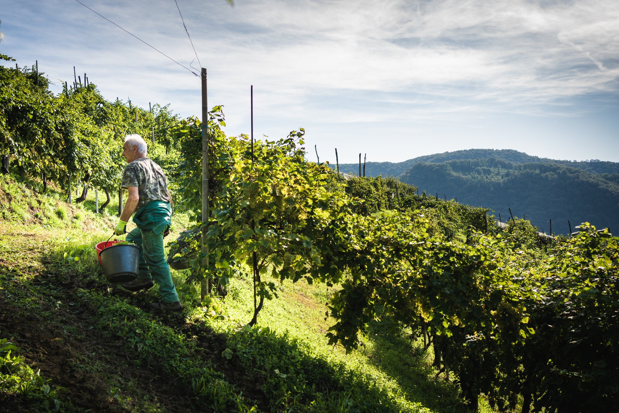 VENDEMMIA EROICA DEL PROSECCO