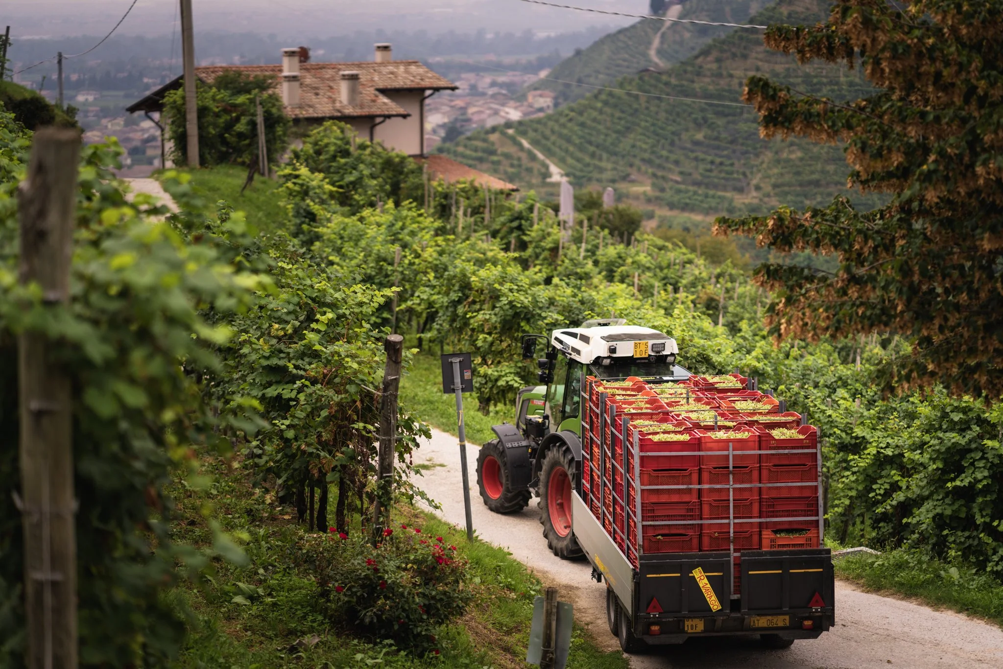 Vendemmia eroica prosecco 13.jpg