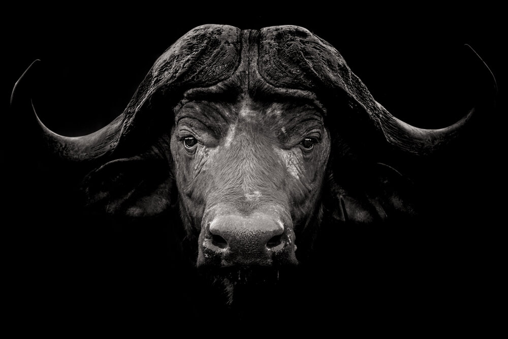5 about the African Buffalo • Drew Sproule