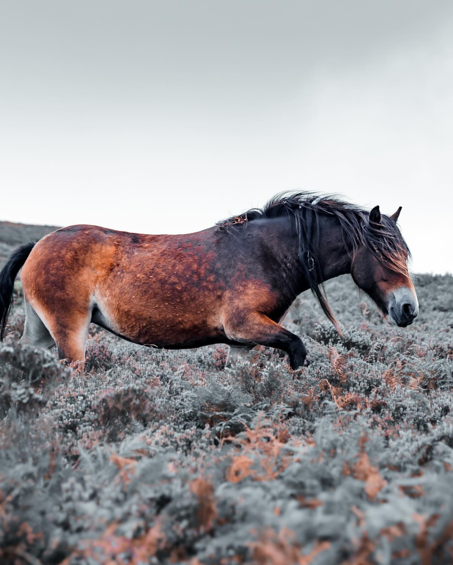 When you immerse yourself in the world of wild animals, you start to unravel the captivating quirks of each unique individual. For example, while the rest of the herd charged through the moorland bracken with boisterous energy, this individual opts f