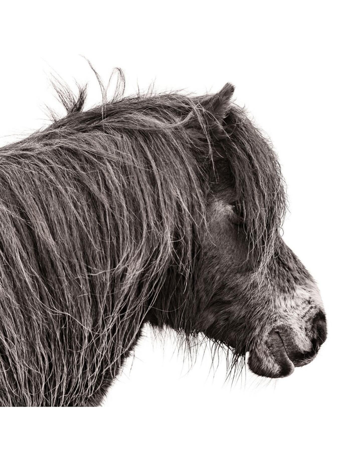 Shop my latest fine art print collection - &ldquo;Wind Blown&rdquo; 🌶️

My aim as an artist is to capture the untamed spirit of Exmoor Ponies amidst the elements. I love watching the way the wind and rain dances across the pony&rsquo;s mane, conveyi