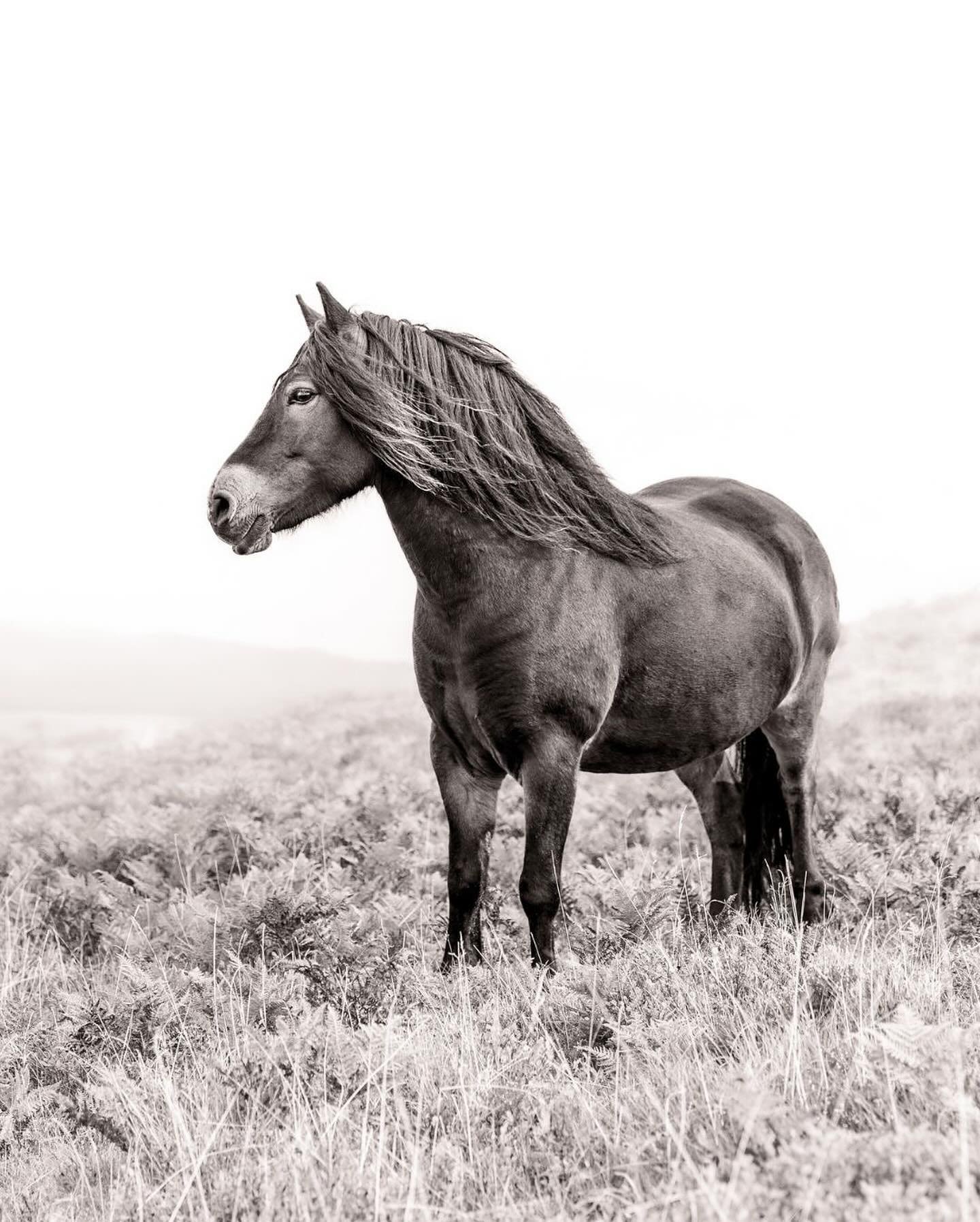 &ldquo;Solitude&rdquo;&hellip;

&hellip;is the culmination of discovery work with Exmoor Ponies. Spending a lot of time in the field in their company to understand and identify various idiosyncrasies and recognising ponies that I could work more clos