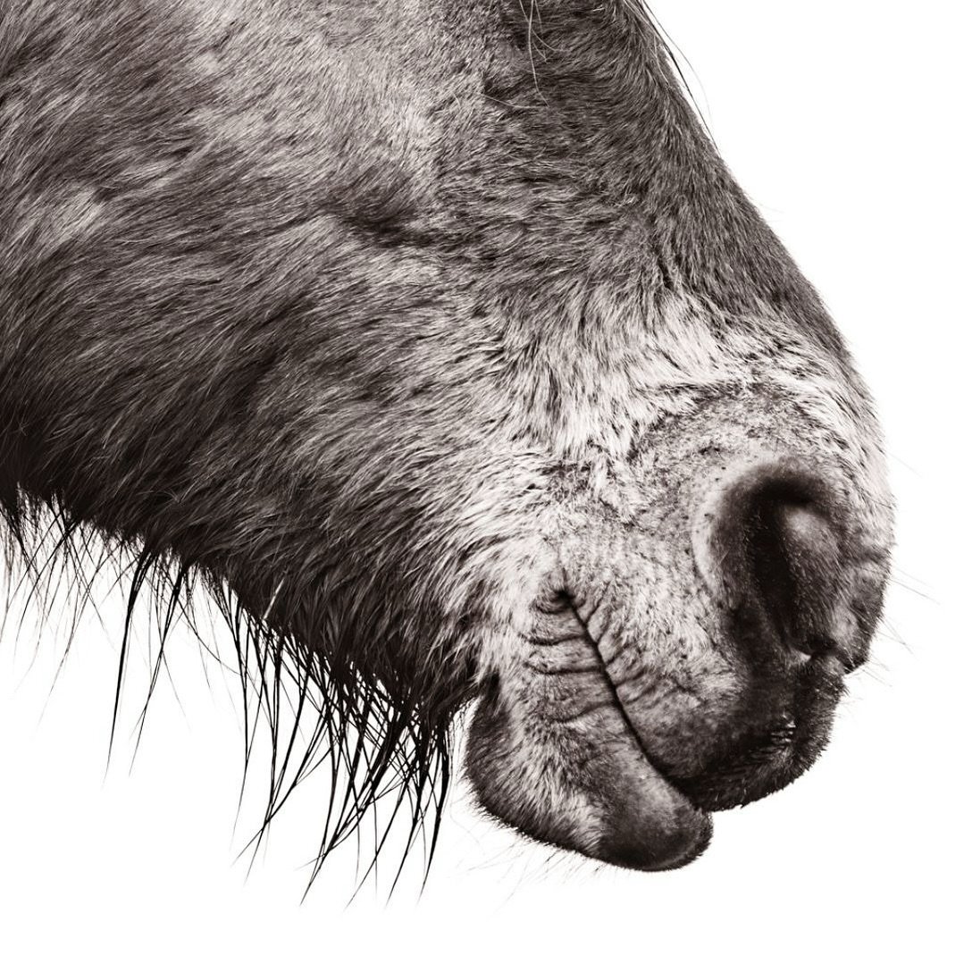 A horse&rsquo;s whiskers are exquisitely responsive. They send messages at over 250 miles per hour to the brain to help the horse make sense of its environment and compensate for its blind spots in front. 🐴