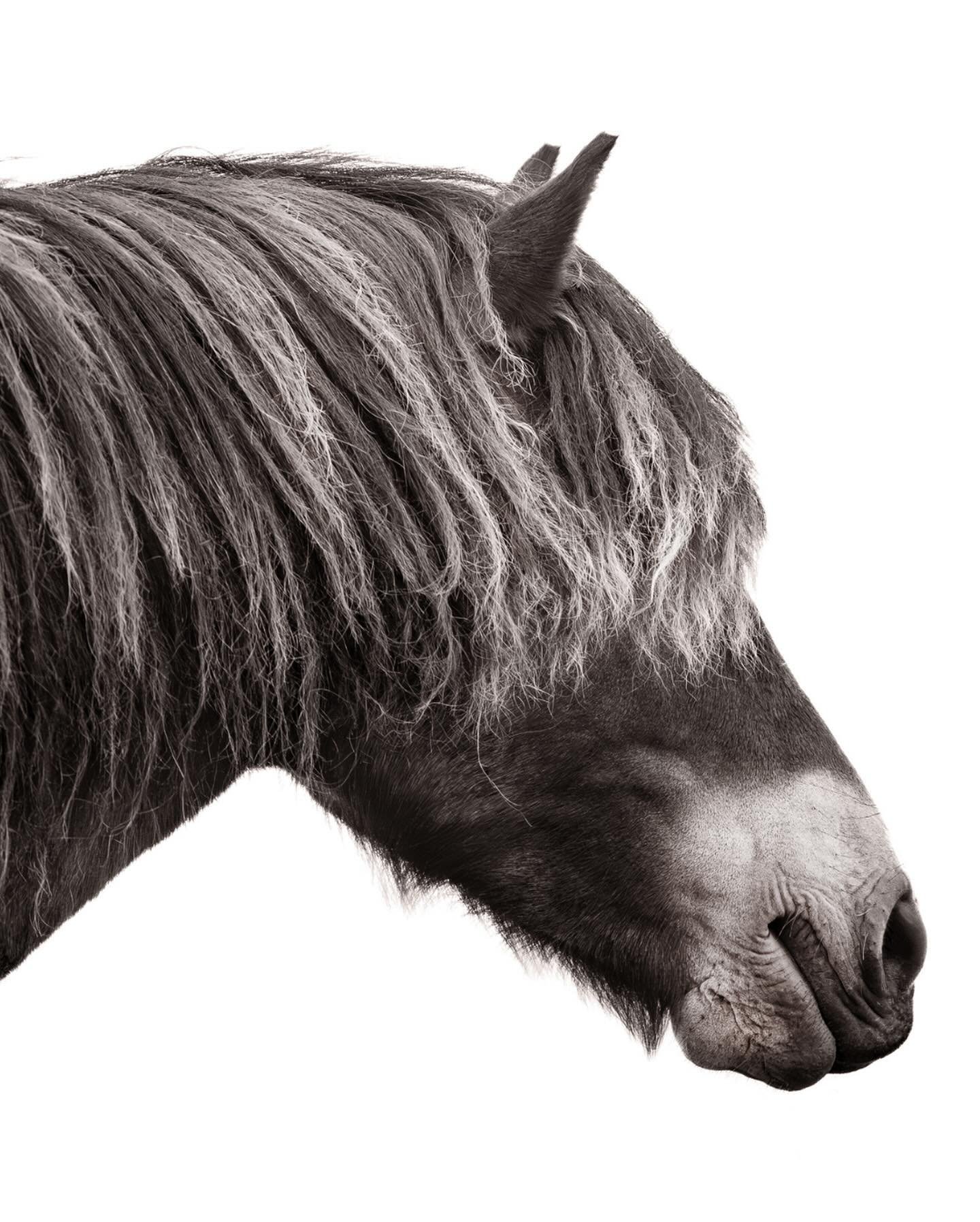 &ldquo;Bangs&rdquo;

The forelock or foretop or bangs is the quintessential accent for any Exmoor pony and as an artist I just love how it cascades between the ears and gently graces the forehead. Each forelock tells a tale of beauty and grace, and i