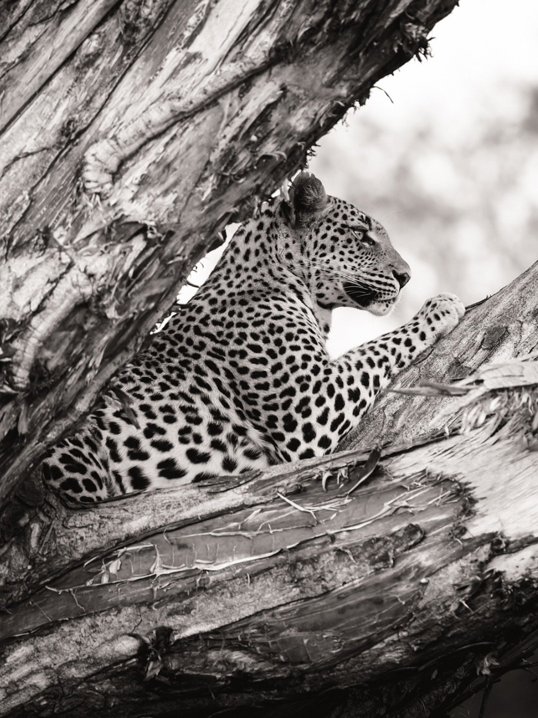 The Xudum Concession occupies a prime ecological zone where dense riverine forests, seasonal floodplains, acacia woodlands, and mopane thickets converge. This rich habitat diversity supports a stable population of prey species&mdash;impala, reedbuck,