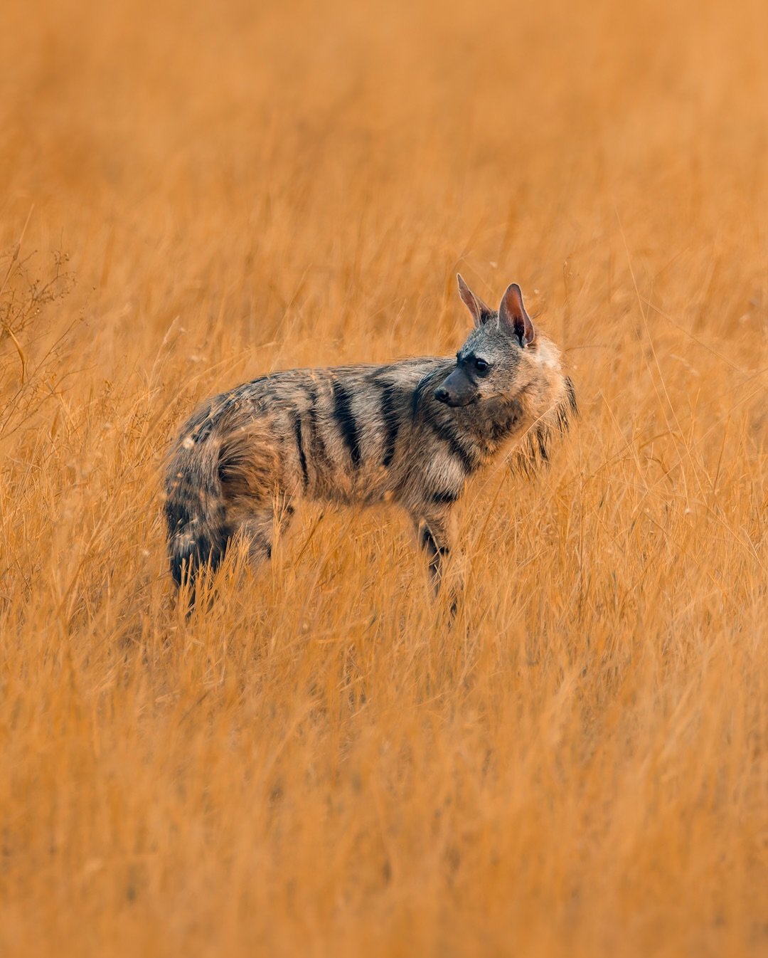 We almost missed her. A flicker of movement in the tall, golden grass&mdash;and there she was. An elusive aardwolf, perfectly camouflaged, pausing just long enough before melting back into the wild.

A first for me (in daylight). Most people never ge
