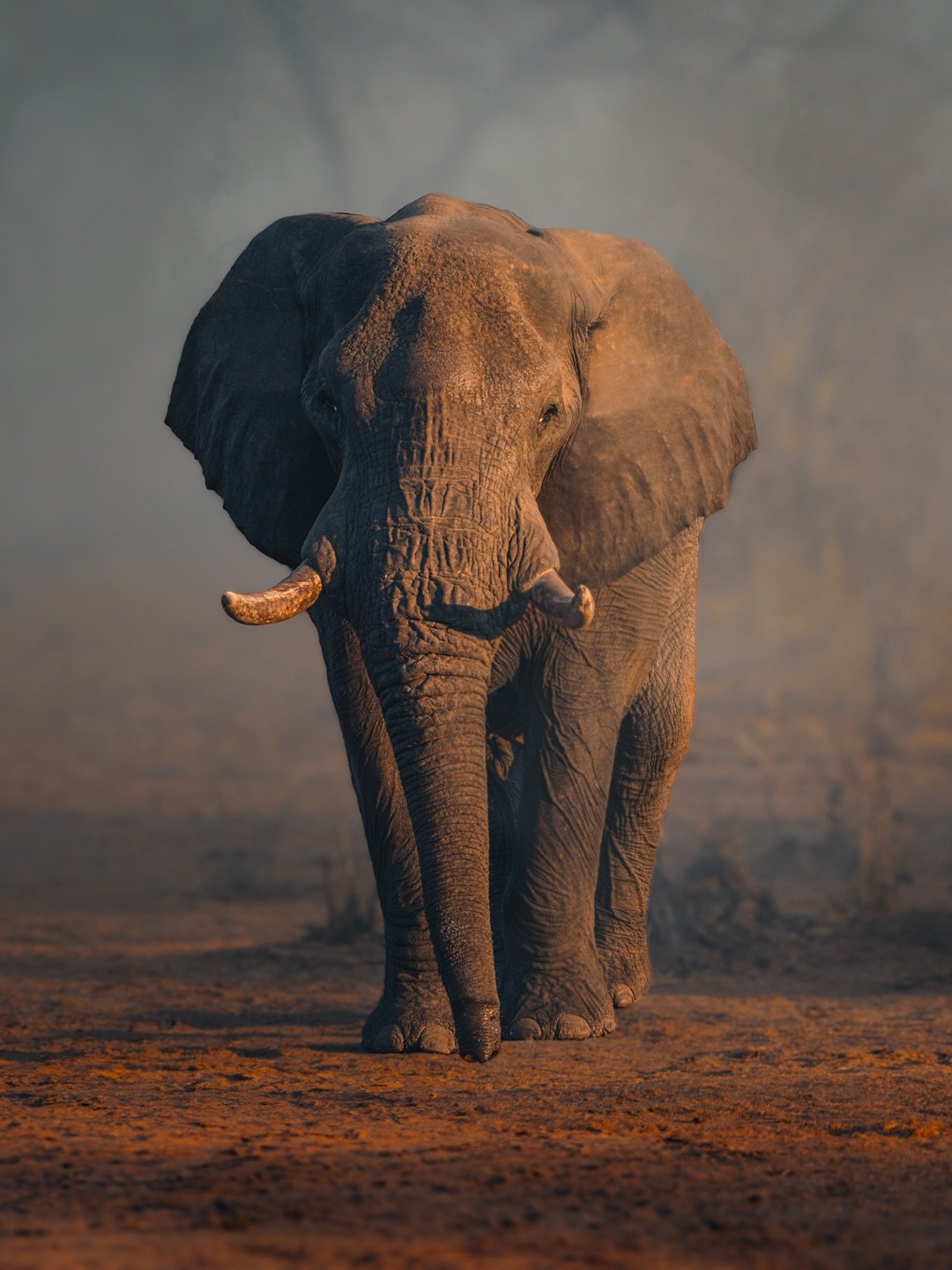 Chobe at first light 🐘🌅