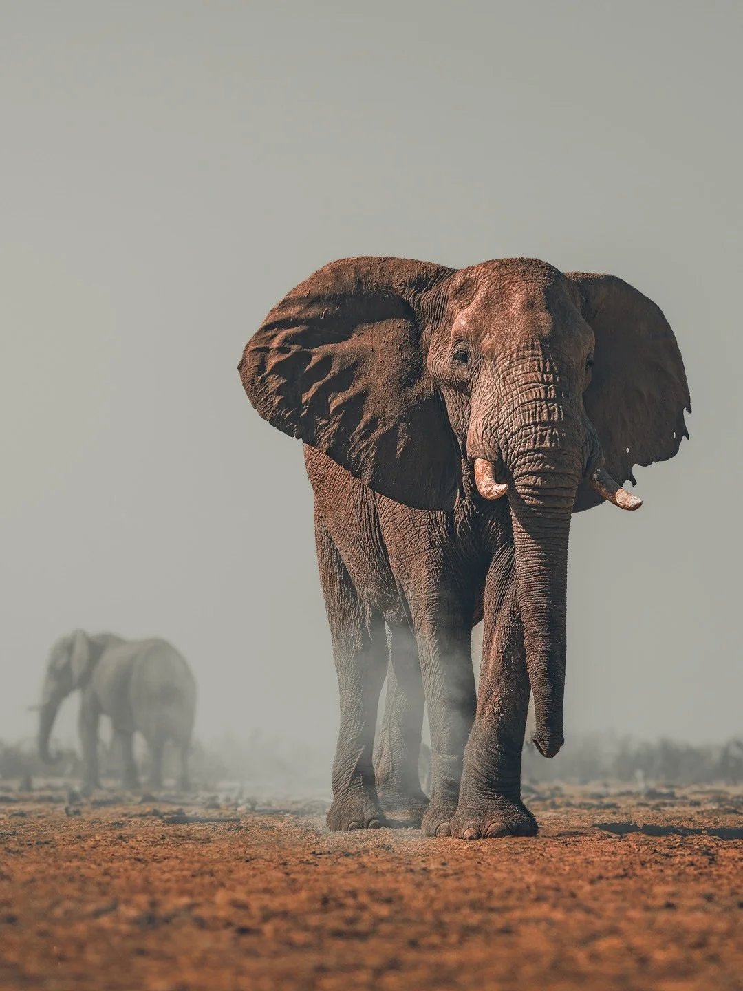 Dry season in Khwai means long walks for water and plenty of dust kicked up along the way. This bull elephant wasn’t in a hurry—just steady, focused, and completely at home in the Delta.
📍Khwai, Okavango Delta, Botswana
🐘 Join me in 20