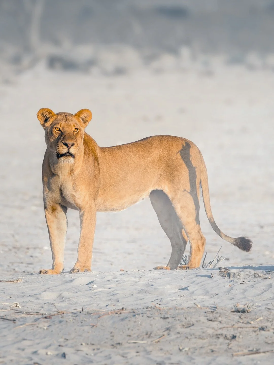 A lion’s gaze, in a symbolic sense, often represents strength, focus, and wisdom. It can also symbolise courage, majesty, and spirituality. The powerful and piercing stare of a lion is a reminder of its position as a hunter and protector, conve