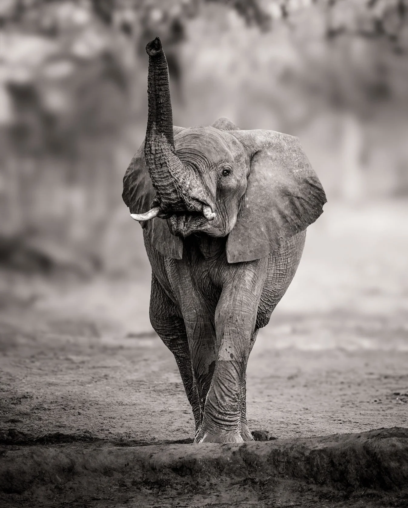 A young elephant pauses, trunk lifted to catch the stories carried on the breeze. Every step into the wild draws us into a world far larger than our own, a world we’re privileged to be immersed in.
Join me on safari in 2026 and experience it f