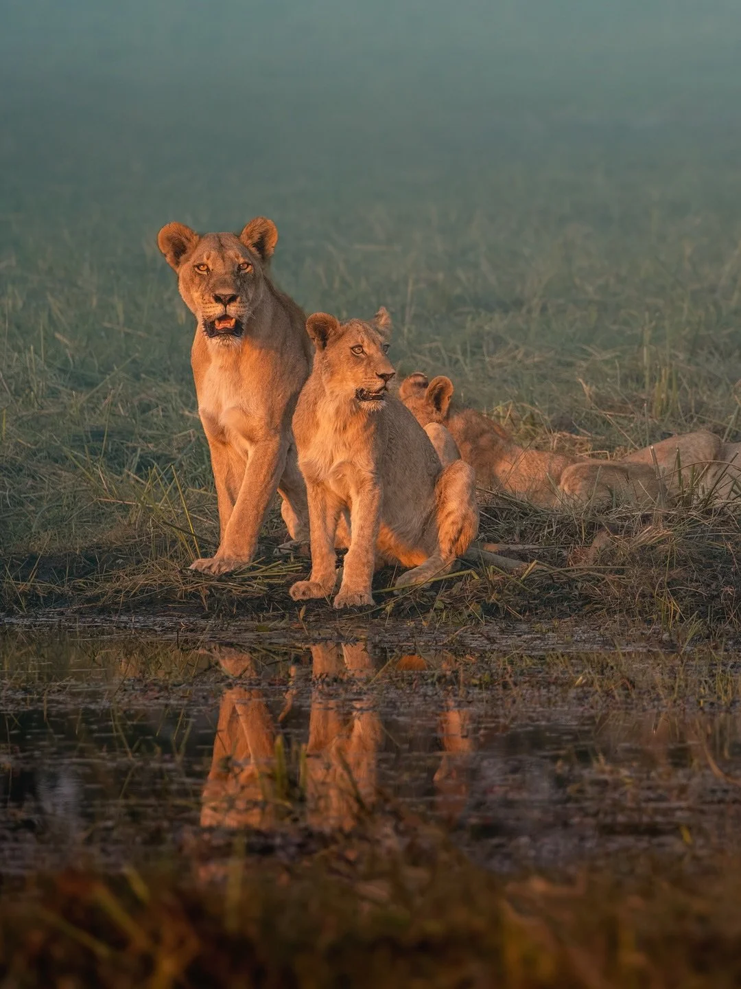 The legendary Xudum pride of the Okavango Delta in Botswana is rewriting the rulebook of lion society. Featured in the BBC/PBS series Big Cats 24/7, this extraordinary pride has swelled into a true “super pride”... now boasting nearl