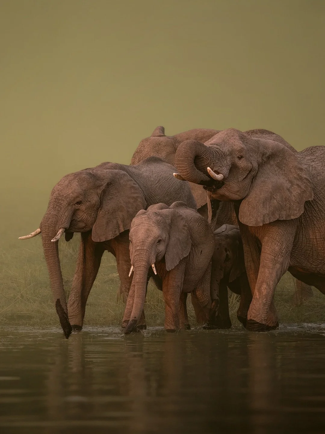 Elephants… always stealing the show 🐘