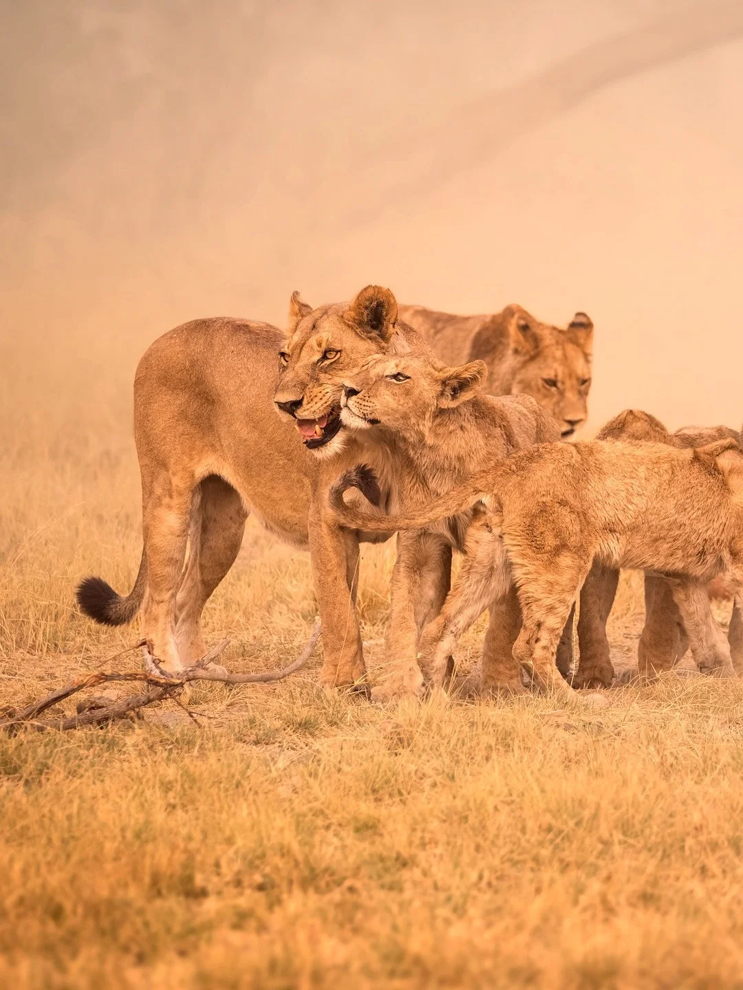We’d been tracking the Xudum pride for a couple of days, watching one small cub’s desperate search for its family. Exhausted, hungry, anxious and alone, its chances were fading… until this moment. The reunion was pure emotion, reli