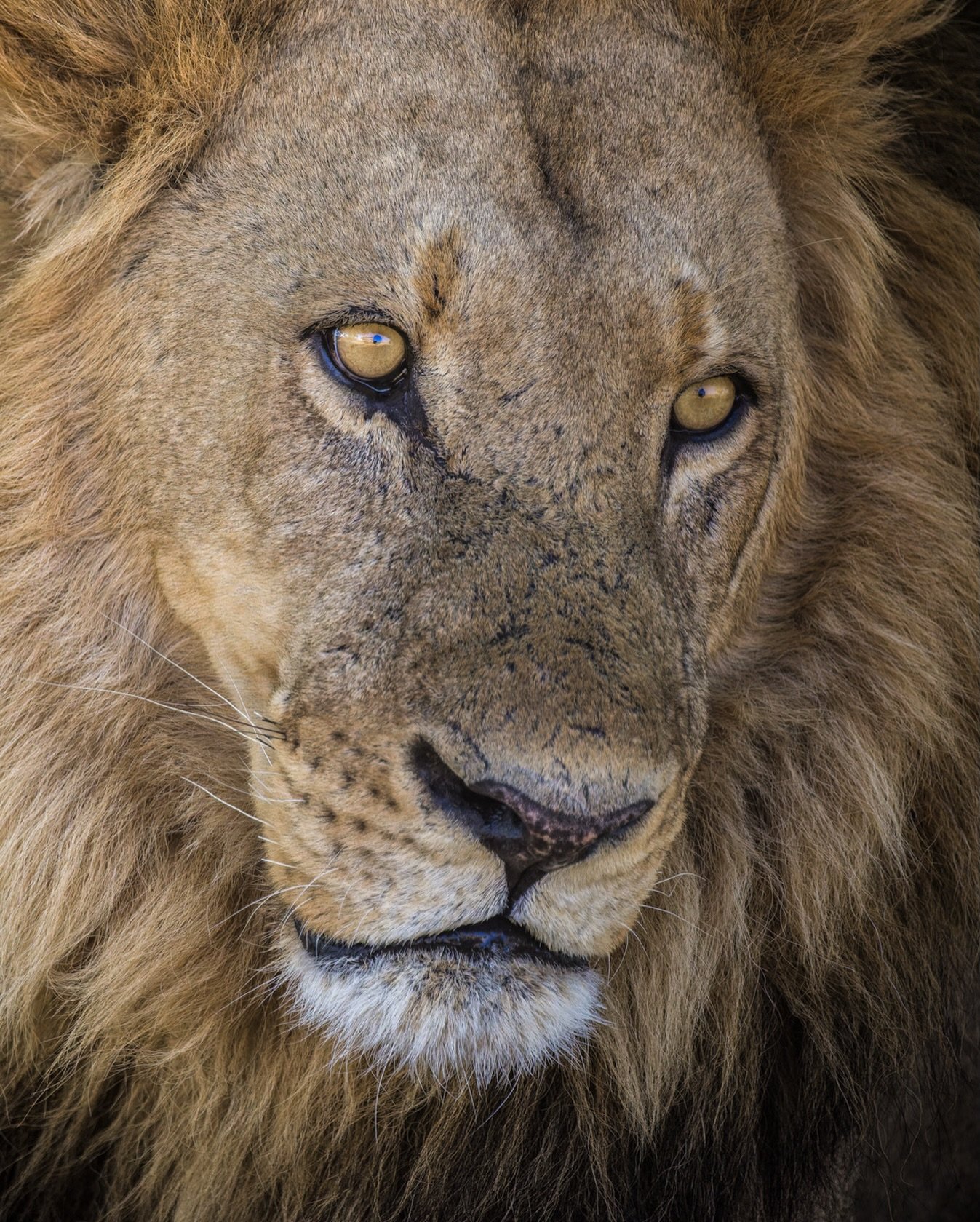 Some lions just hit the genetic lottery.

Most male lions by this age are covered in scars... torn ears, gashes across the face, reminders of fights for territory and battles for dominance. But this guy in Khwai Private Reserve? Practically flawless.