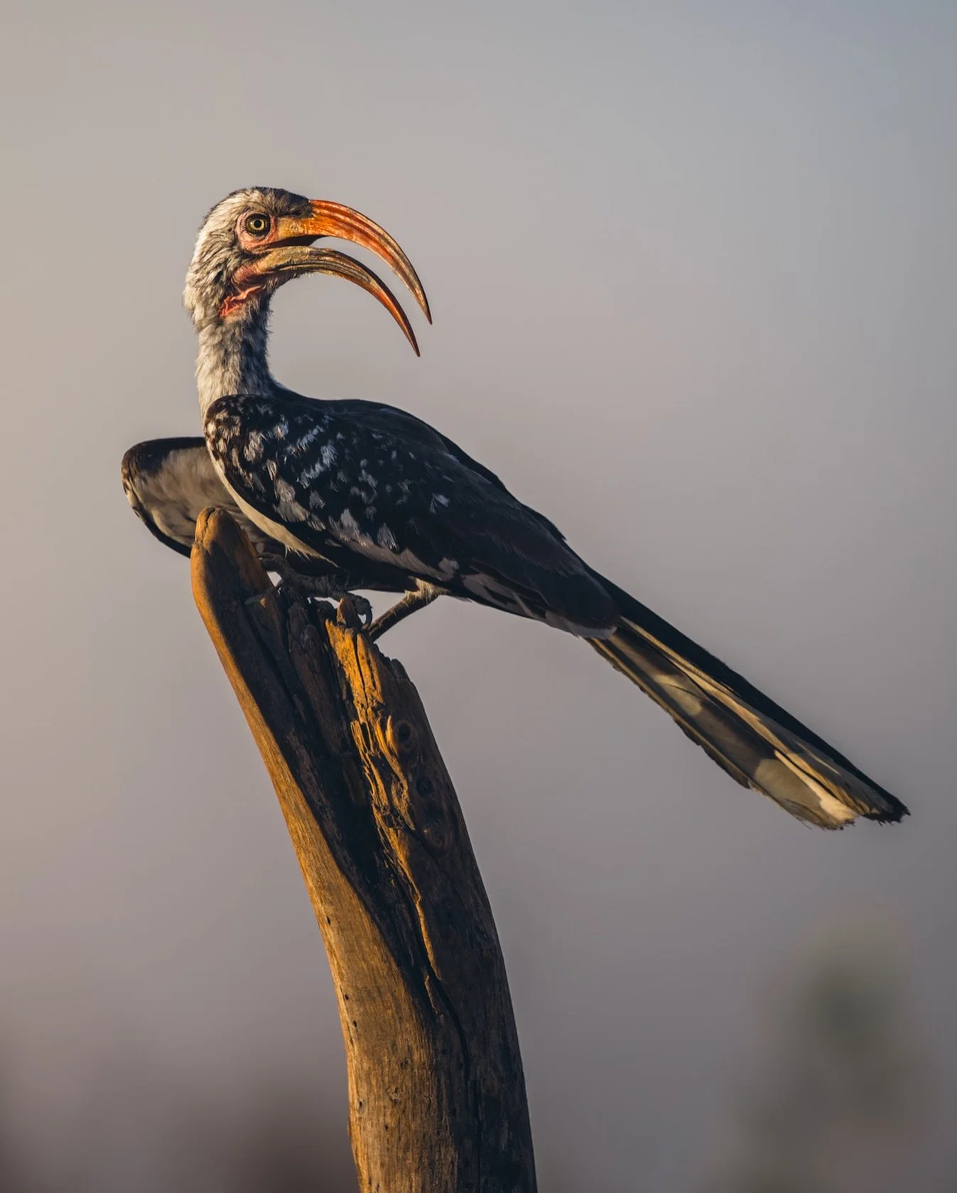 A Red-billed Hornbill, wings slightly out and bill agape, using posture rather than shade to shed heat. This is avian thermoregulation at work&hellip; allowing air to flow over exposed skin and releasing excess heat in temperatures that can push well
