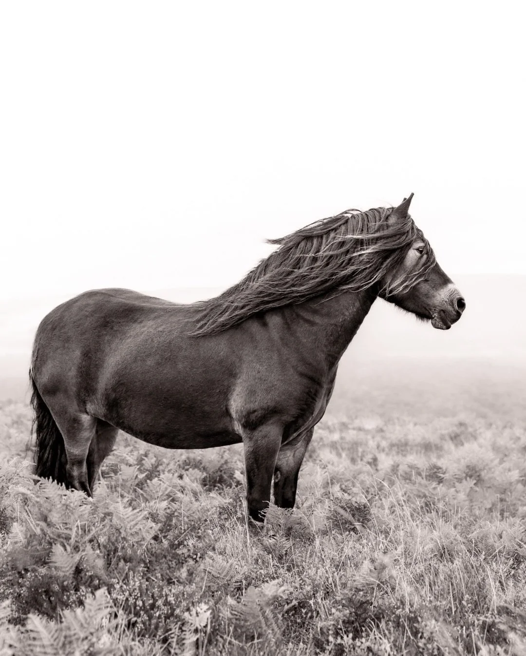 &lsquo;Essence of Exmoor&rsquo;

The first chapter in a series of long-term fine art photography projects exploring the natural rhythms and quiet lives of wildlife within their landscapes.

Created through long-term observation, each image honours th