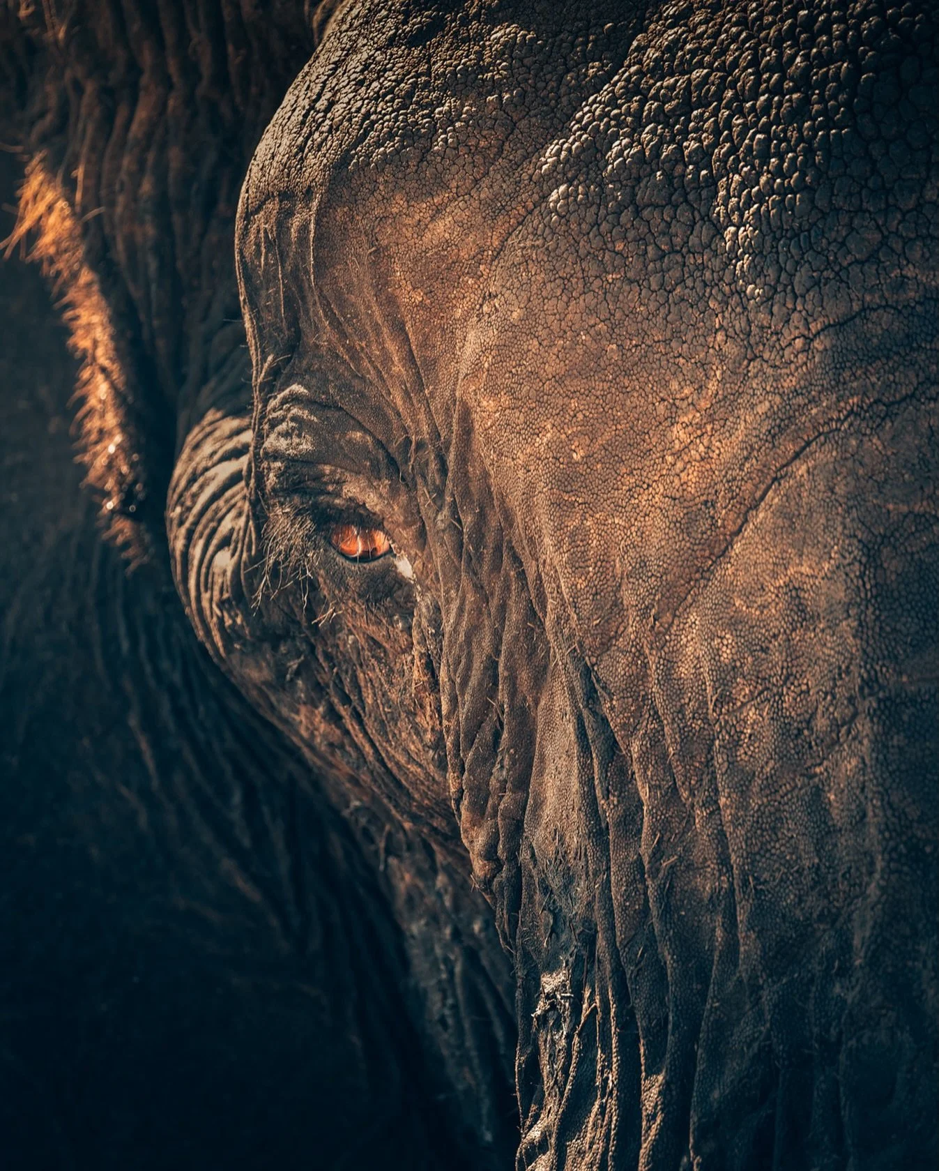 The kind of detail you don&rsquo;t get from a distance. Texture, light, and an eye that reminds you this is a life, not a subject. 🐘