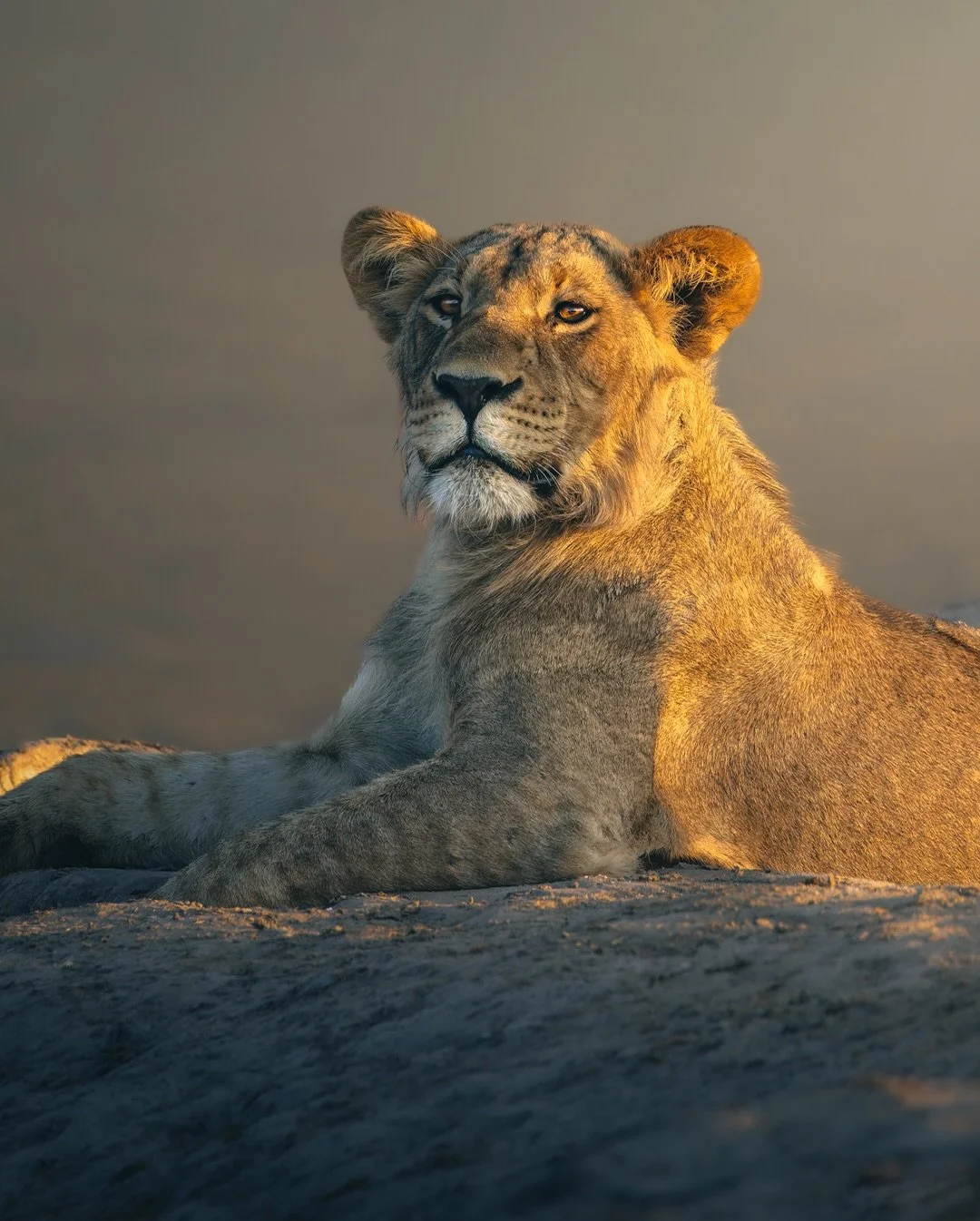 Savuti&rsquo;s lions are renowned for their adaptability, from hunting buffalo and elephant to thriving through extreme drought cycles&hellip; they&rsquo;re resilient, intelligent and shaped by one of Botswana&rsquo;s harshest ecosystems. 🦁 This is 