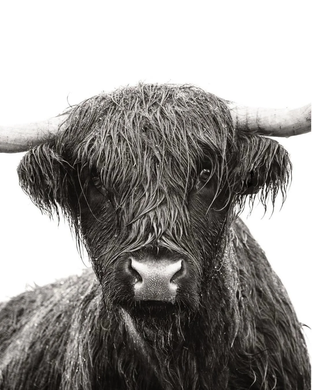 &ldquo;Curiosity&rdquo;

For all the drama of their horns, Highland cattle are remarkably calm... and often quietly inquisitive. This black-coated individual proved that within moments of meeting.

We crossed paths on Exmoor in conditions that tested